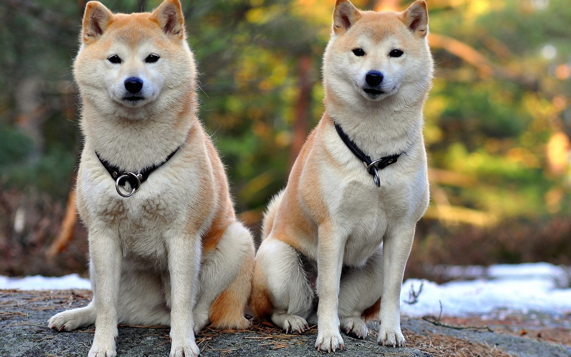 122534 baixar papel de parede animais, cães, casal, par, bela, bonito, akita inu - protetores de tela e imagens gratuitamente