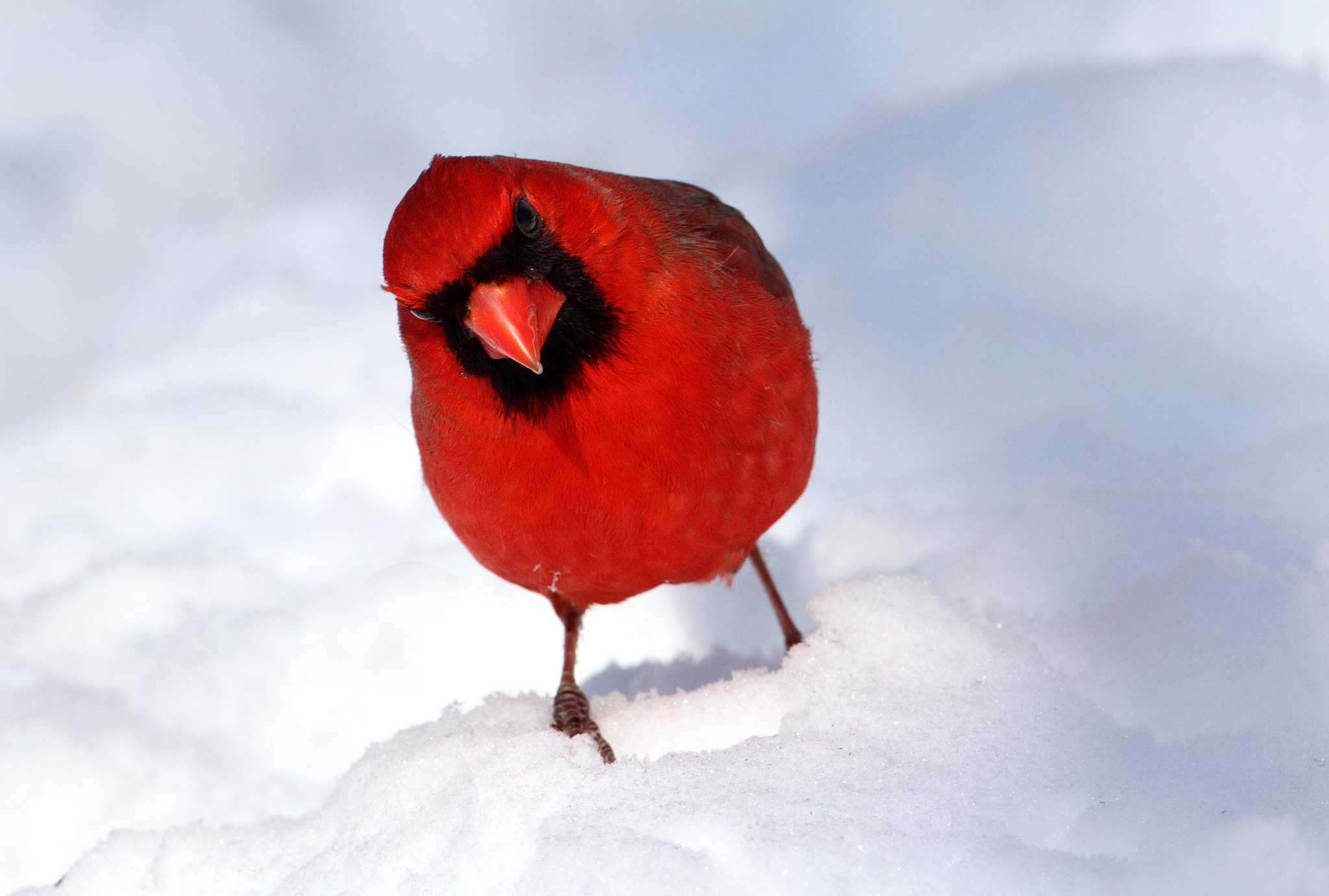 Free download wallpaper Birds, Snow, Bird, Animal, Cardinal on your PC desktop