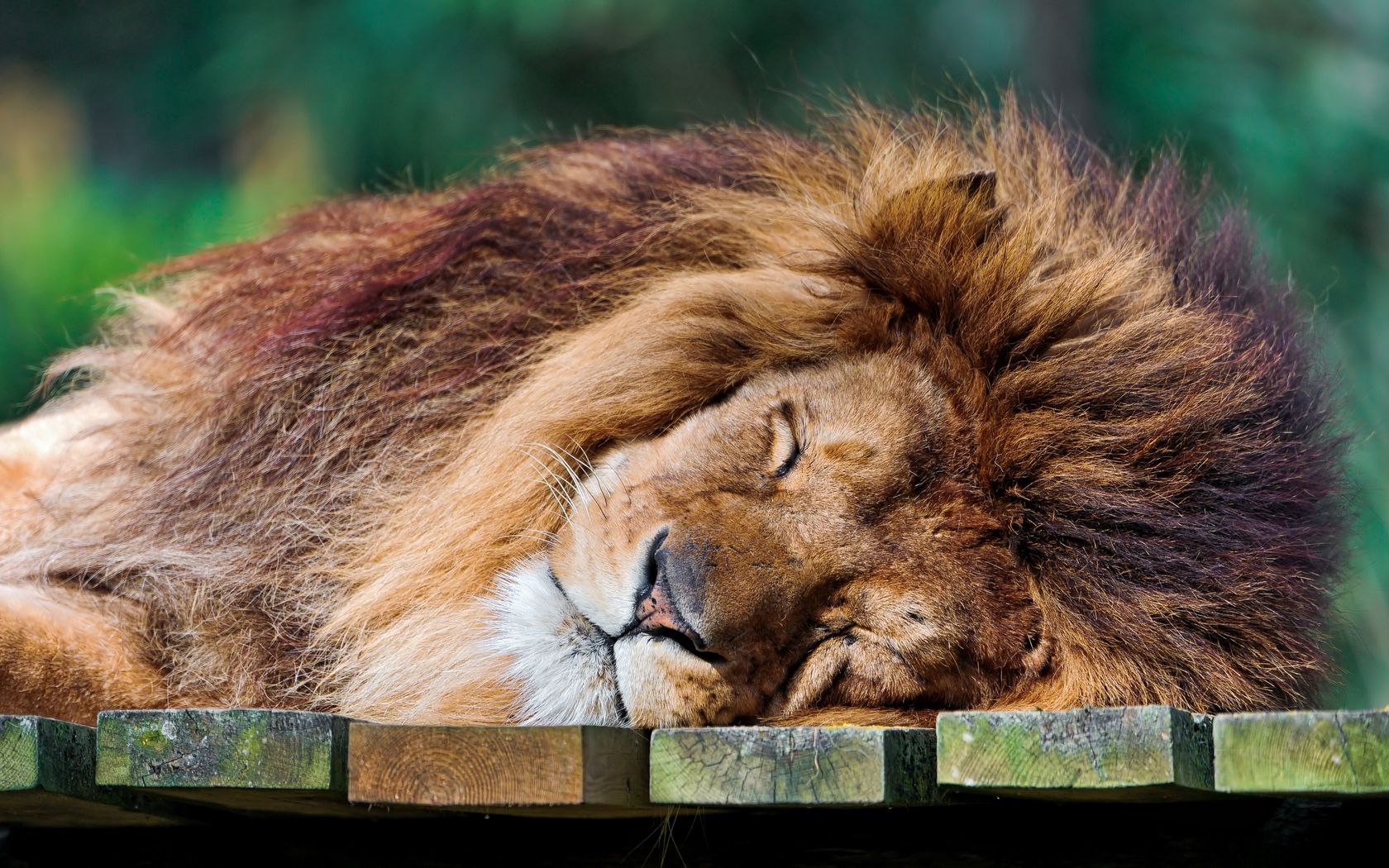 animals, to lie down, lie, lion, mane, sleep, dream, wool Full HD