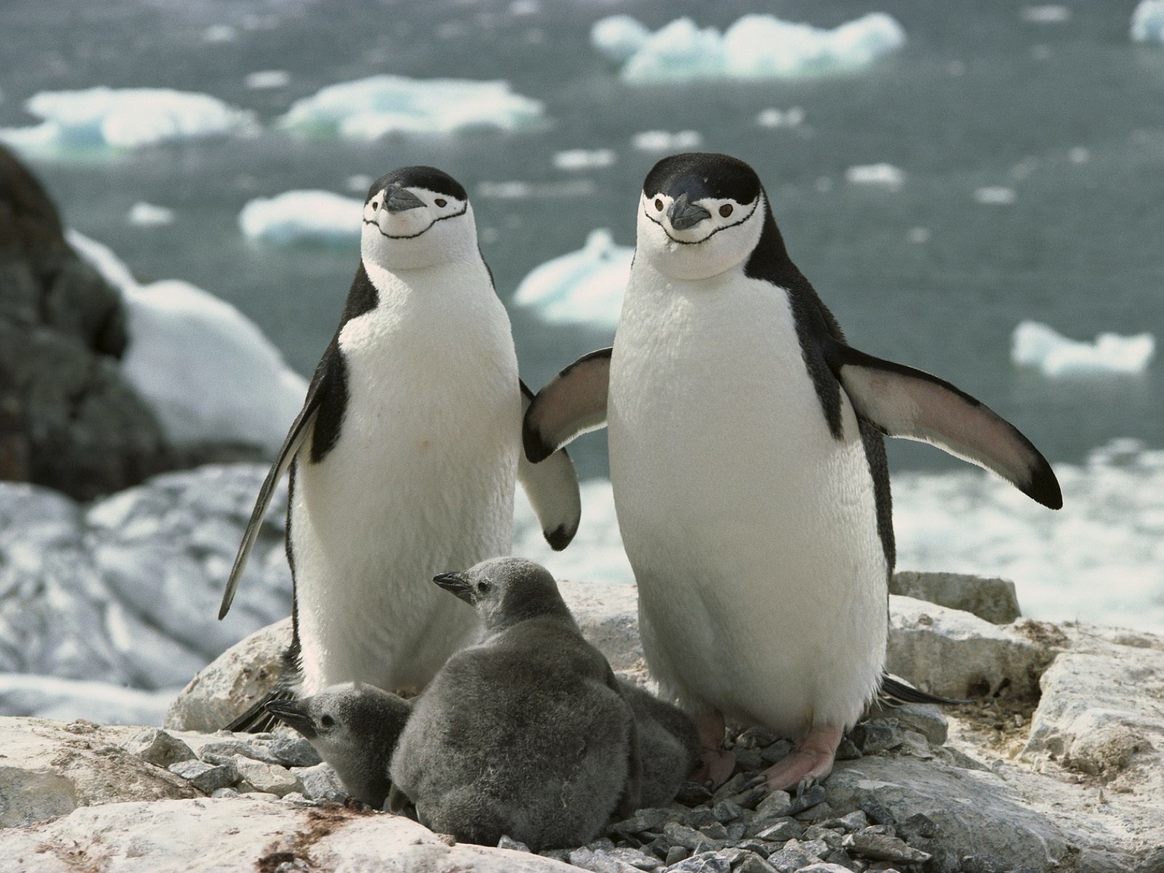 163889 скачать картинку животные, пингвин, птицы - обои и заставки бесплатно
