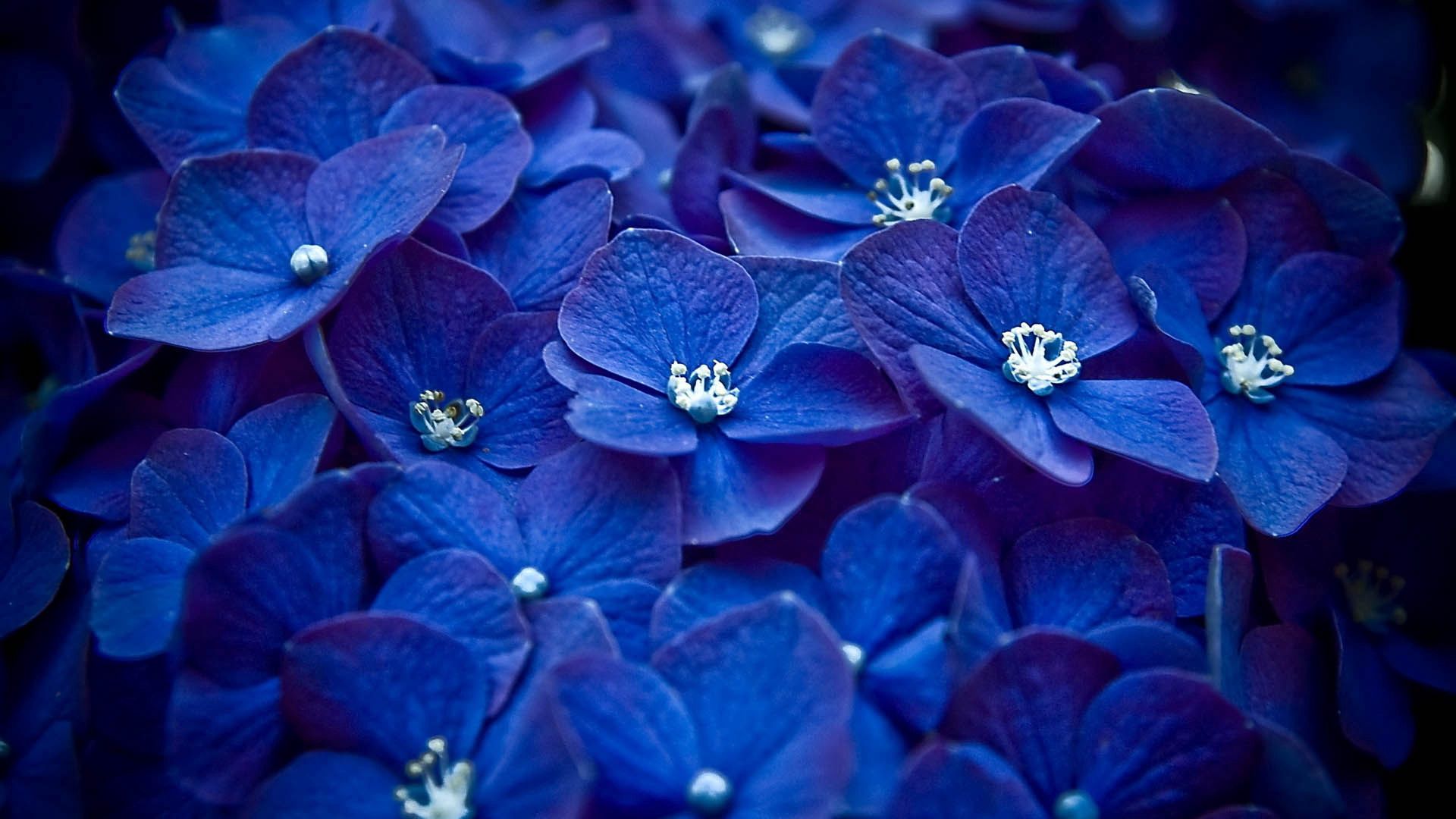 blue, petals, flowers lock screen backgrounds
