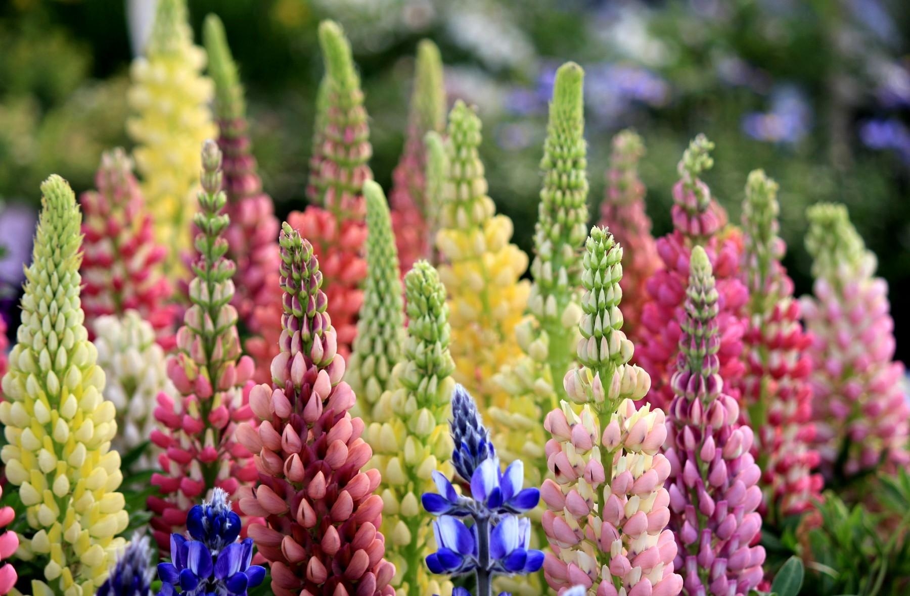 flowers, multicolored, crown, lupins, top of the head HD wallpaper