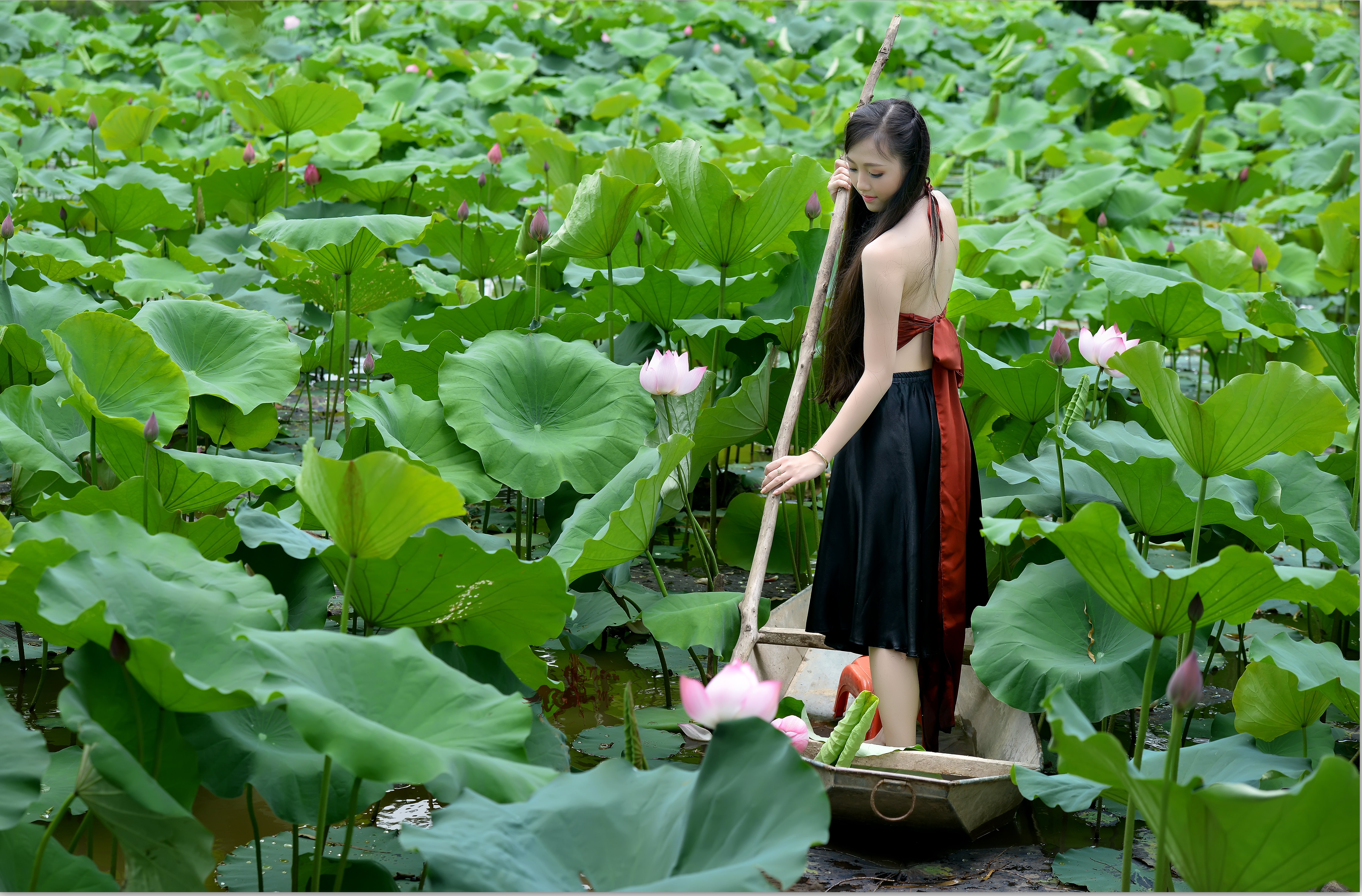1523140 下載圖片 女性, 亚洲, 船, 花, 叶子, 莲花, 池塘, 撑杆, 越南语 - 免費壁紙和屏保