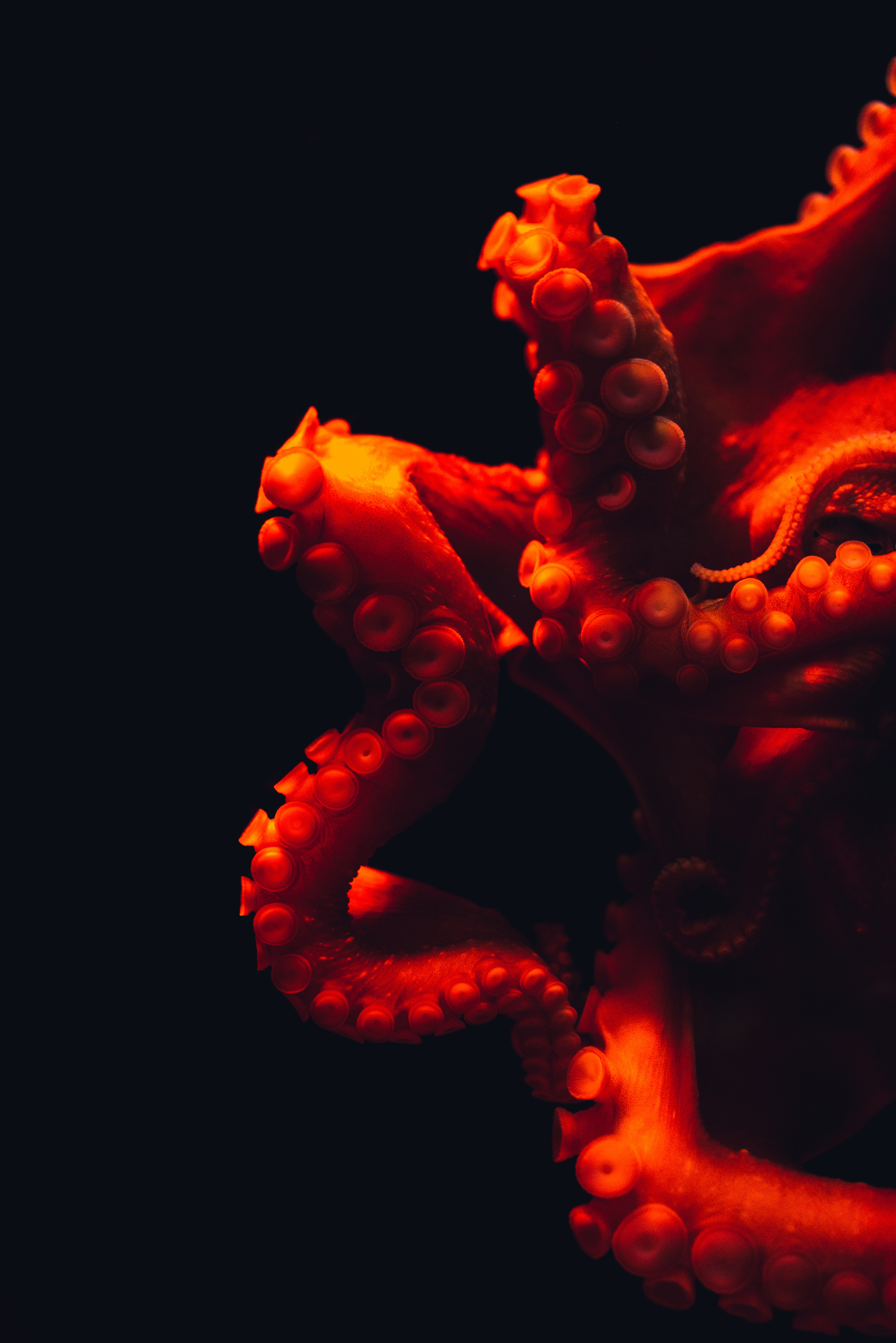 8k Tentacles Images