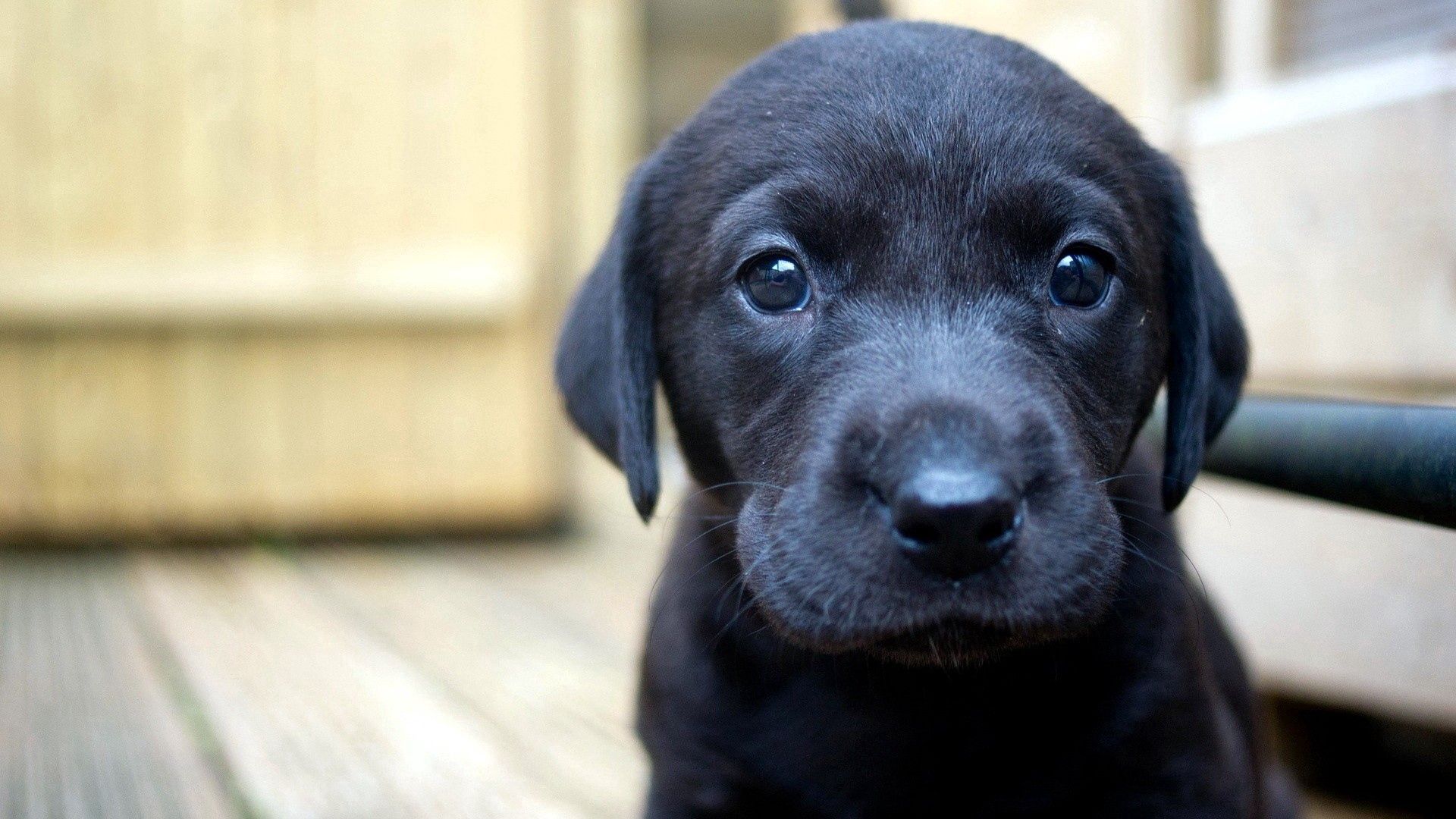 black, sight, animals, muzzle, sadness, opinion, puppy, sorrow wallpapers for tablet