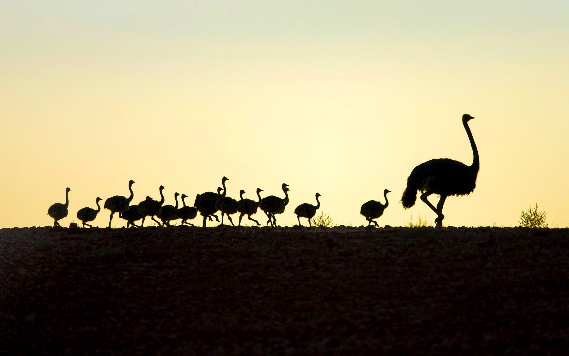ostrich, animal, baby animal, silhouette, birds 4K Ultra