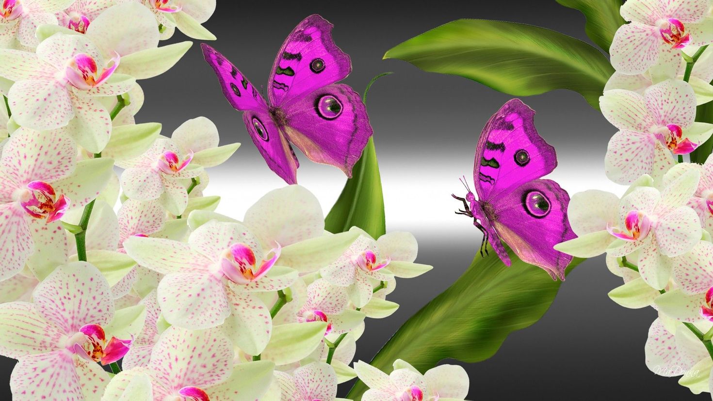 Цветы орхидея бабочка. Фаленопсис Калейдоскоп бабочка. Цветок орхидеи. Красивые орхидеи. Бабочка на цветке.