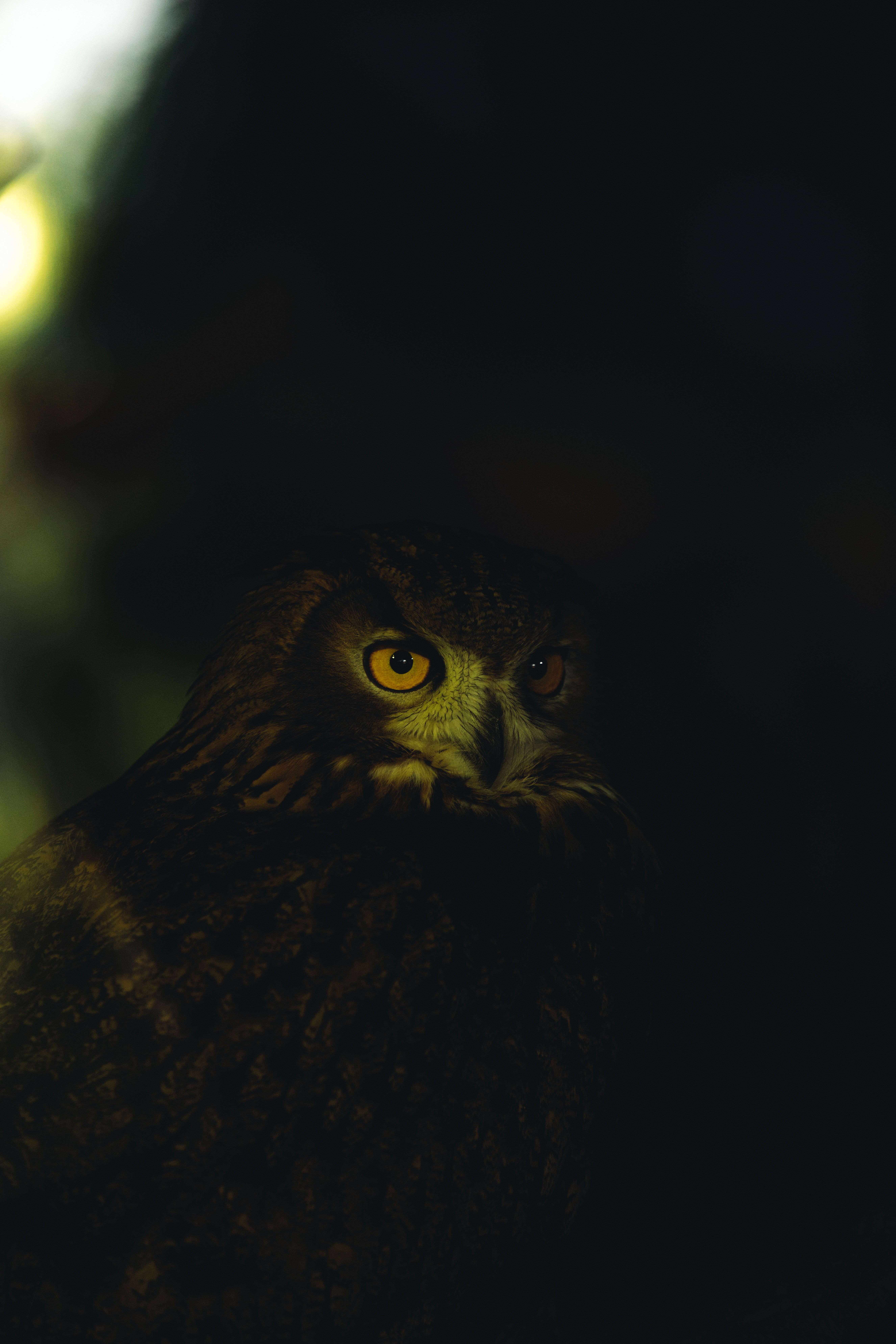 Download mobile wallpaper Owl, Animals, Eyes, Feather, Dark for free.