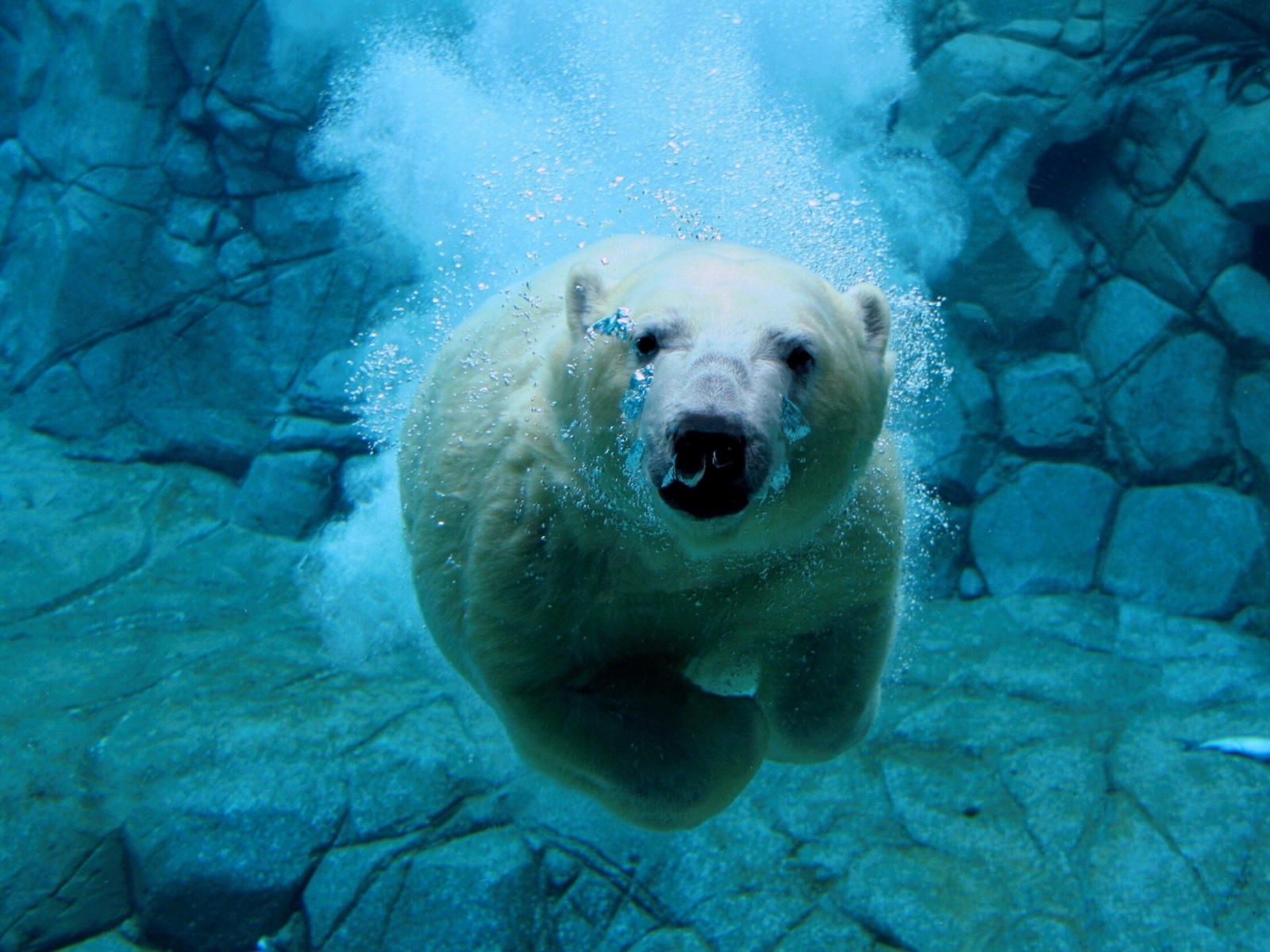 Laden Sie das Wasser, Bären, Tiere-Bild kostenlos auf Ihren PC-Desktop herunter