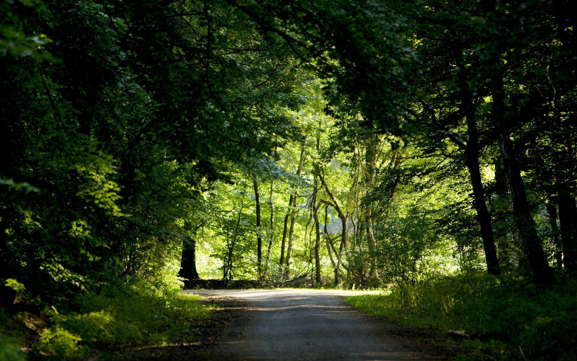 Laden Sie das Bäume, Straße, Kreuzung, Wald, Grüne, Grünen, Natur, Sommer-Bild kostenlos auf Ihren PC-Desktop herunter