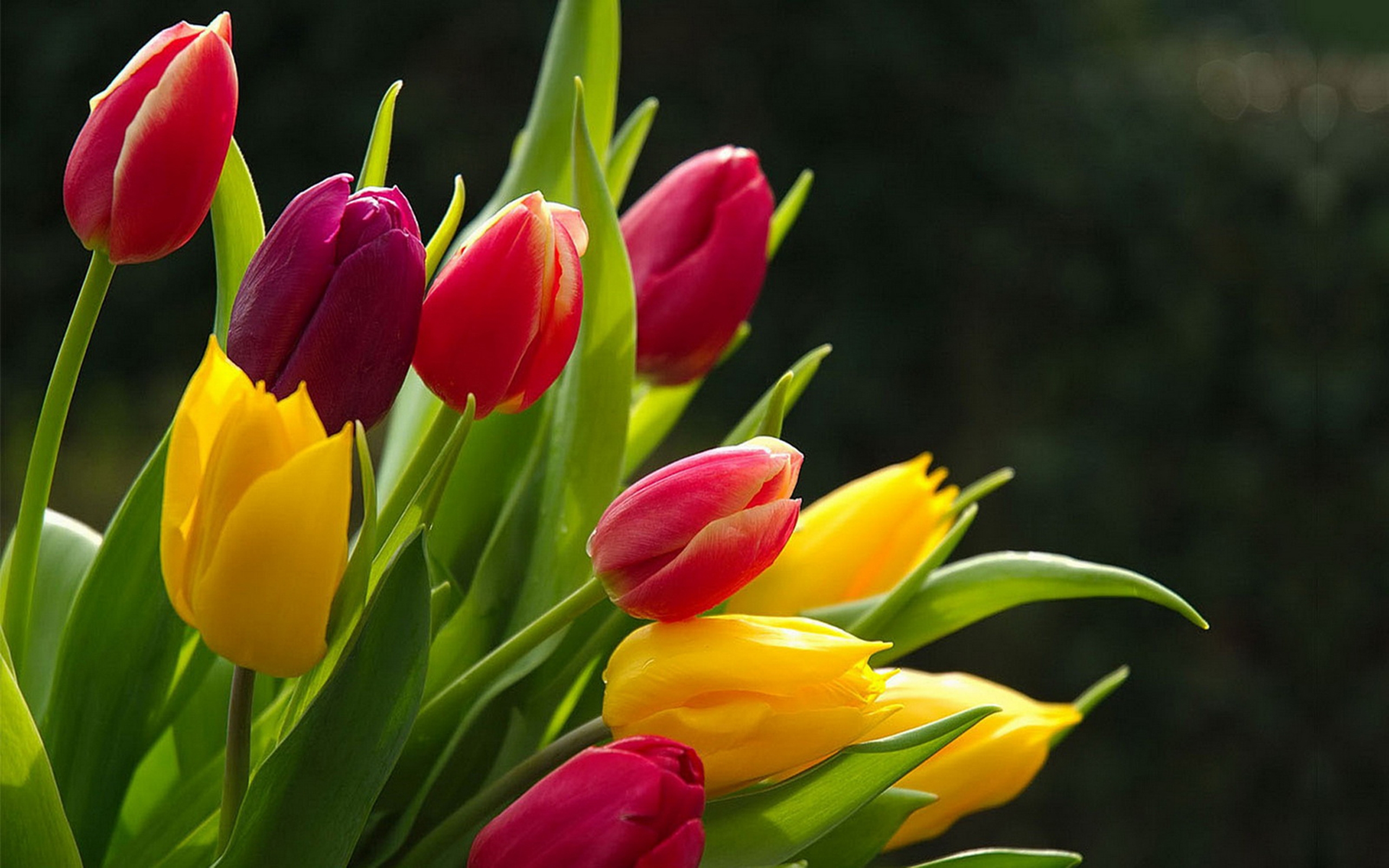 Тюльпаны символ 8 марта