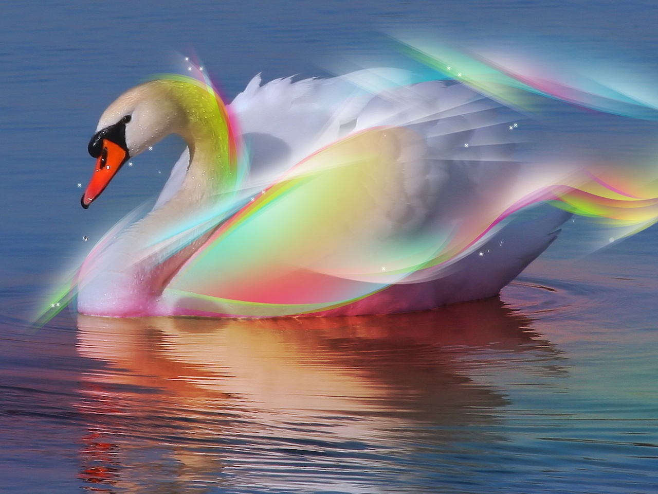 animal, artistic, mute swan, swan 8K