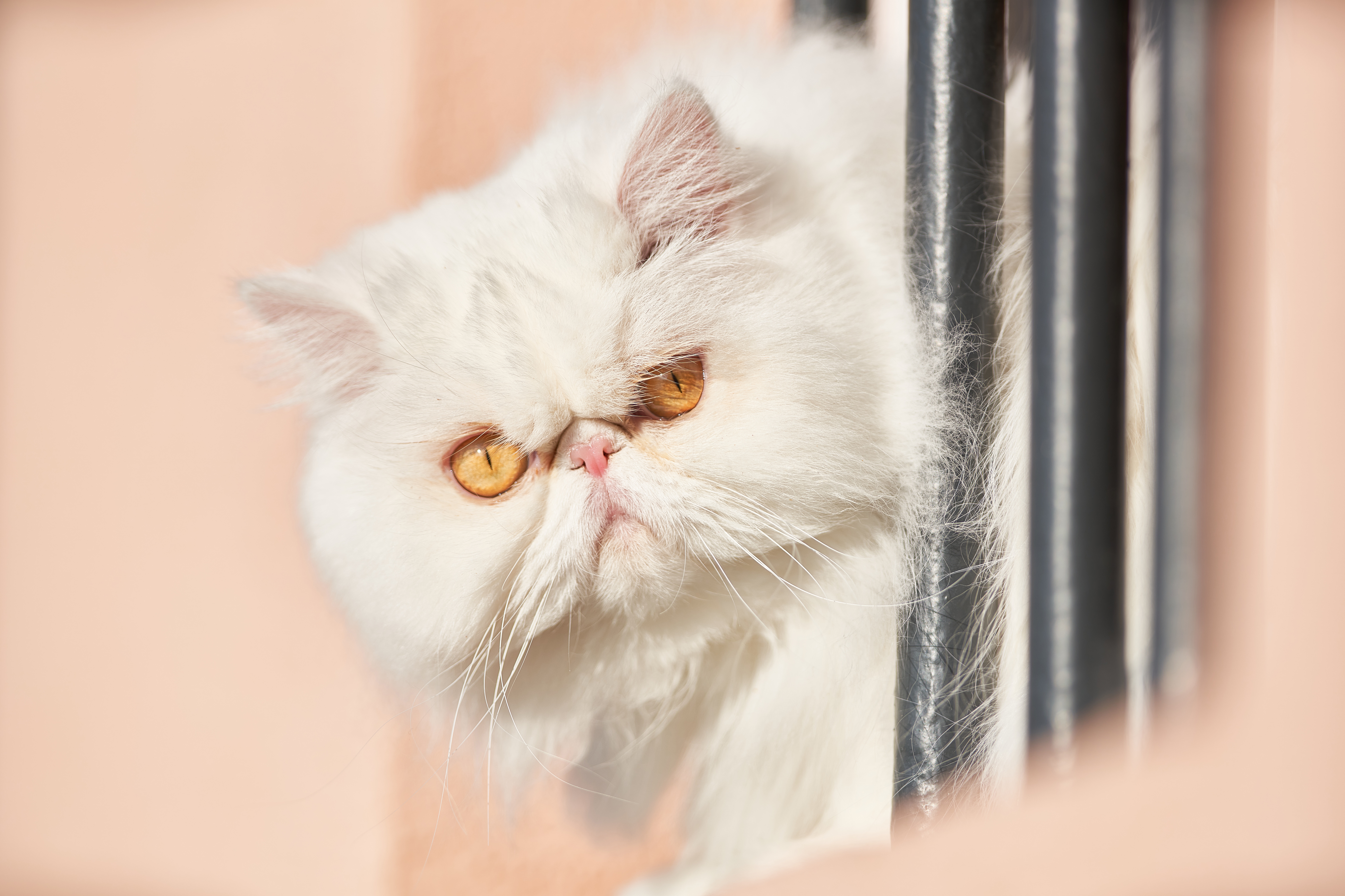 486210 Bild herunterladen tiere, katze, persische katze, starren, katzen - Hintergrundbilder und Bildschirmschoner kostenlos