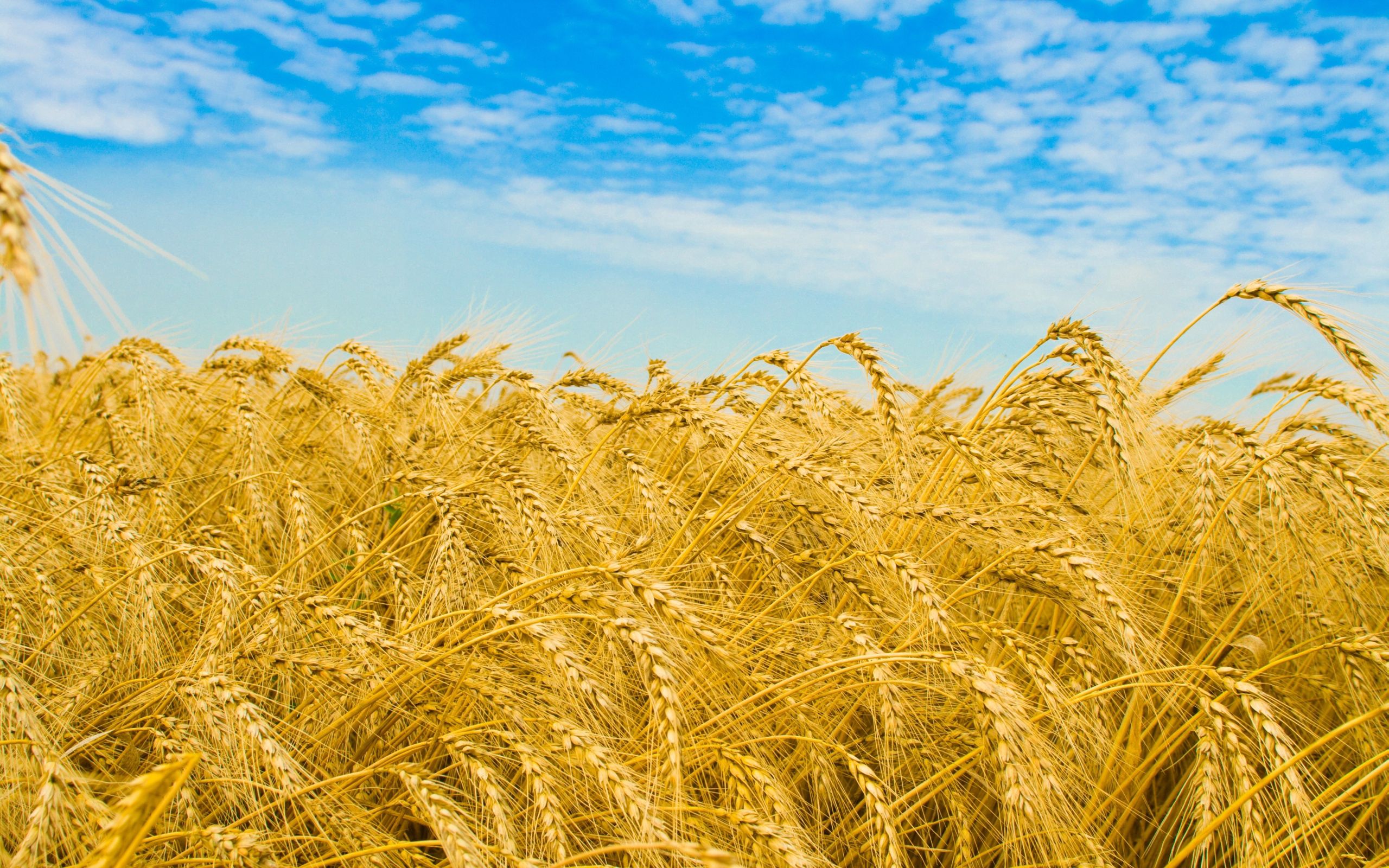 agriculture, spikes, nature, sky, field, ears, golden, rye