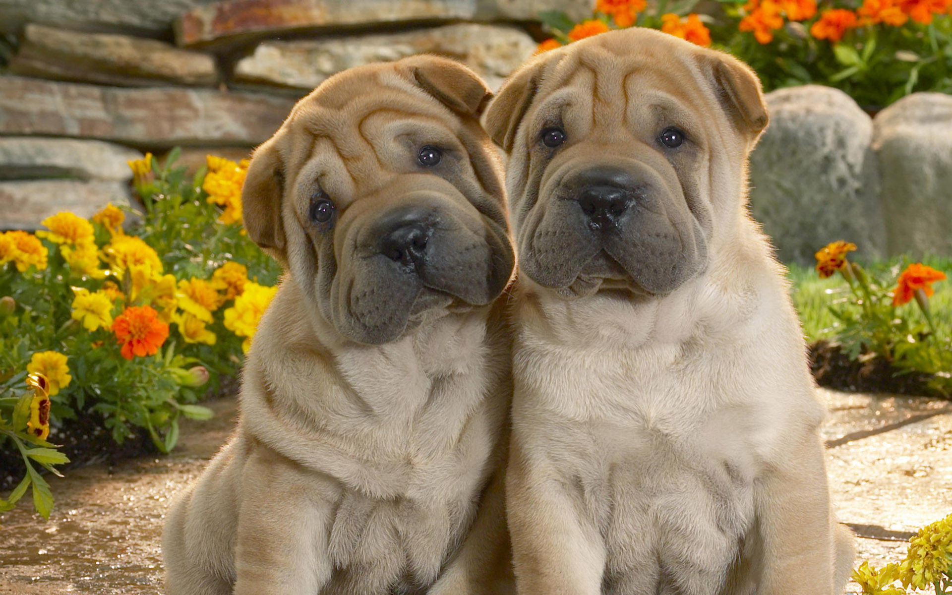Download mobile wallpaper Shar Pei, Puppy, Dogs, Animal, Cute for free.