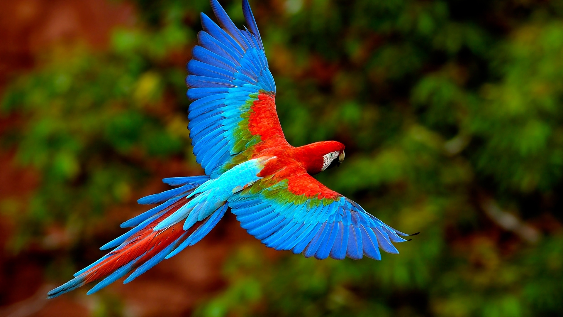 Download mobile wallpaper Parrots, Animals, Birds for free.