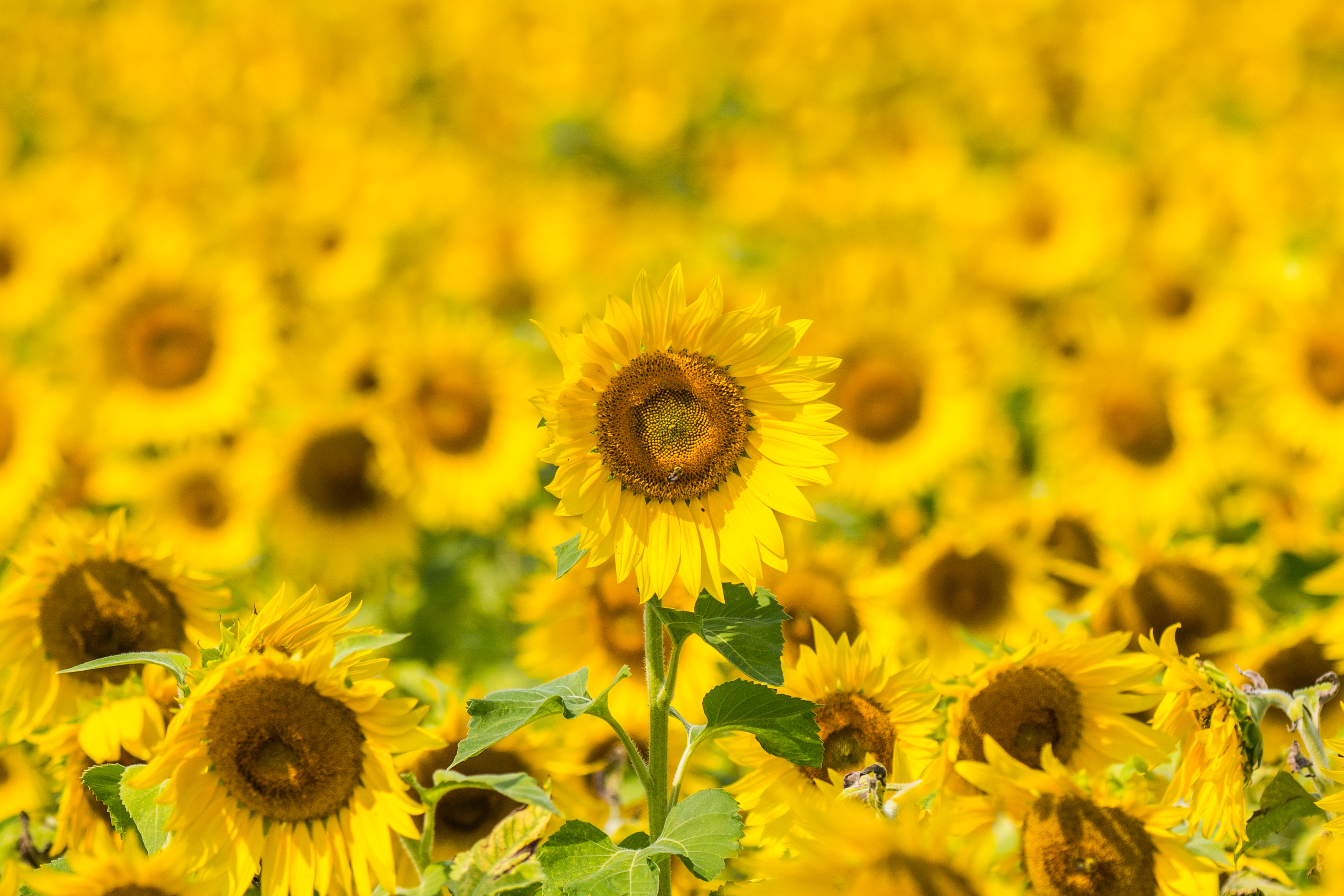 免费下载向日葵, 盛开, 开花, 场地, 字段, 黄色的, 花卉手机壁纸。