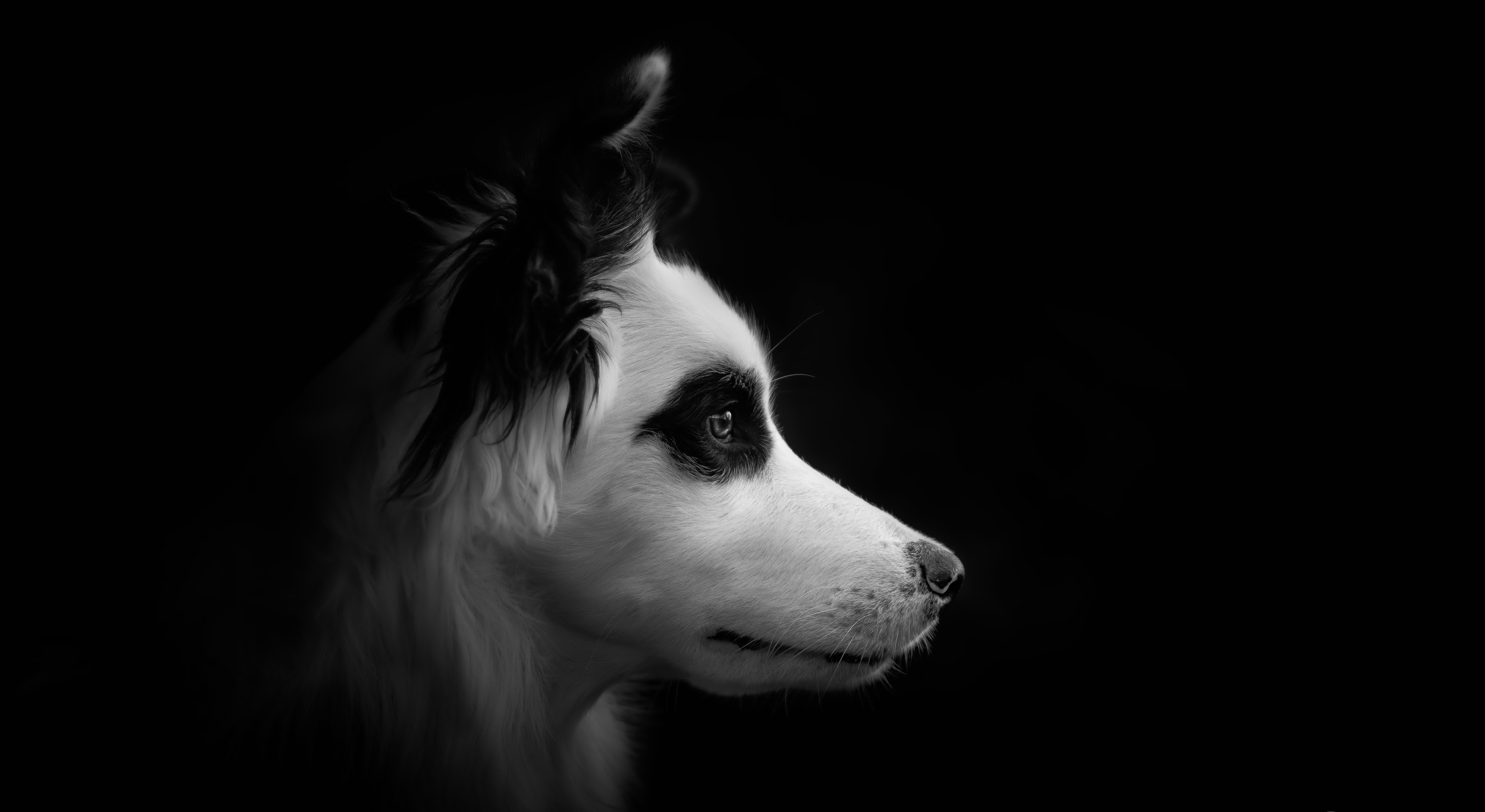 Собака на черном фоне. Собака на темном фоне. Портрет собаки на черном фоне. Собака чб.