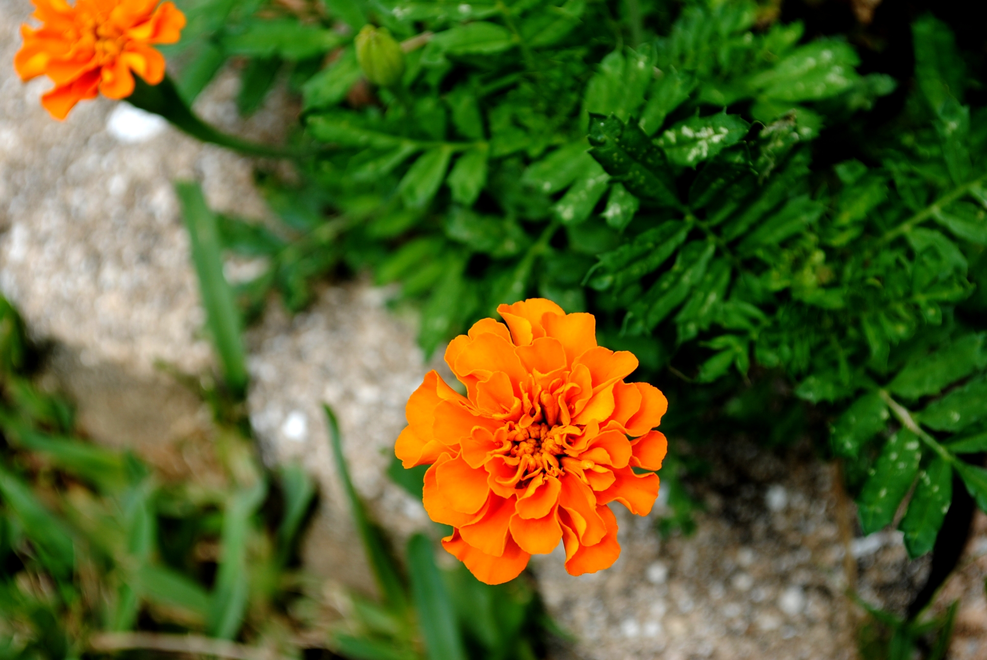 HD Marigold Android Images