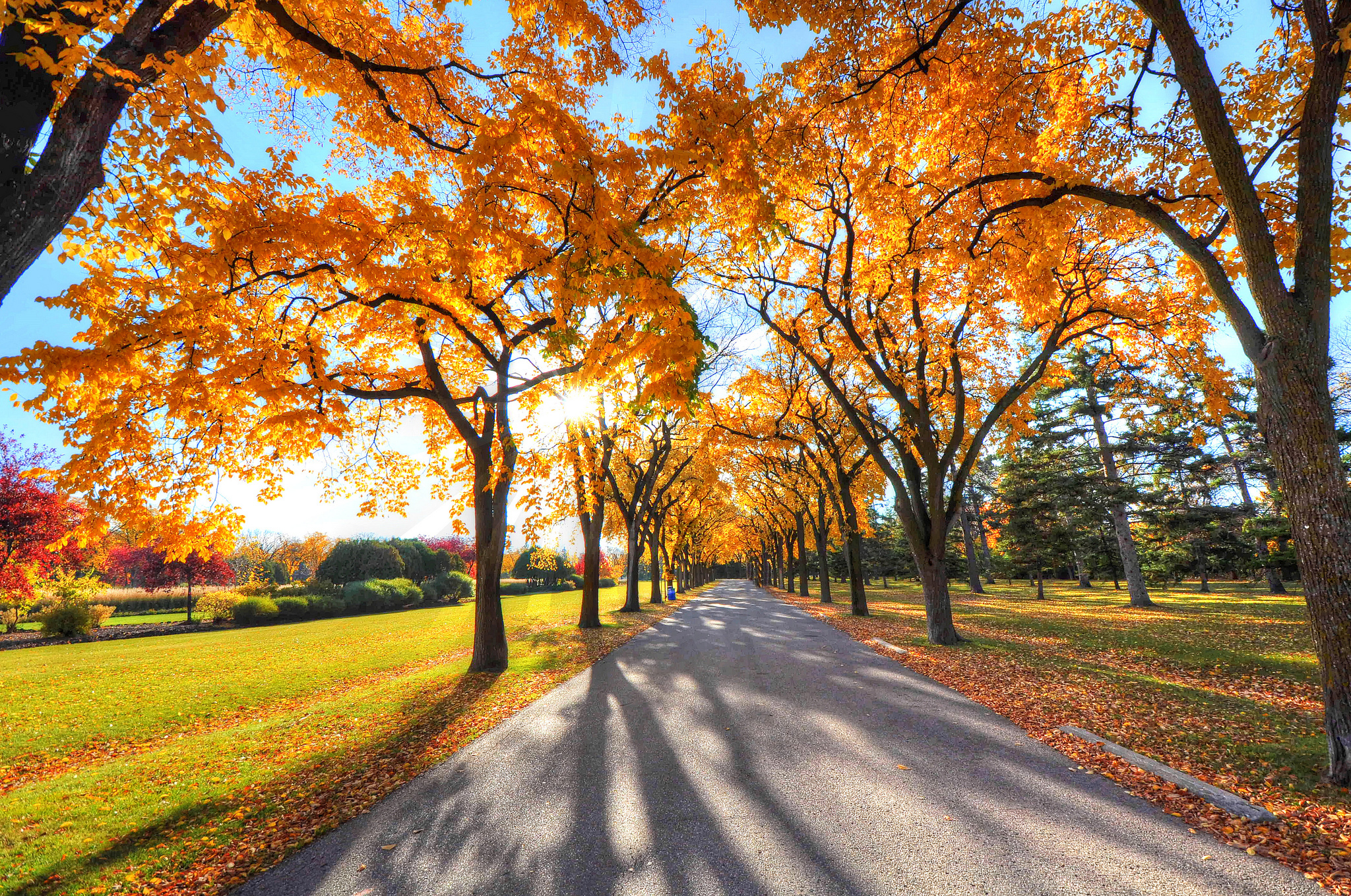 trees, nature, autumn, park, alley iphone wallpaper