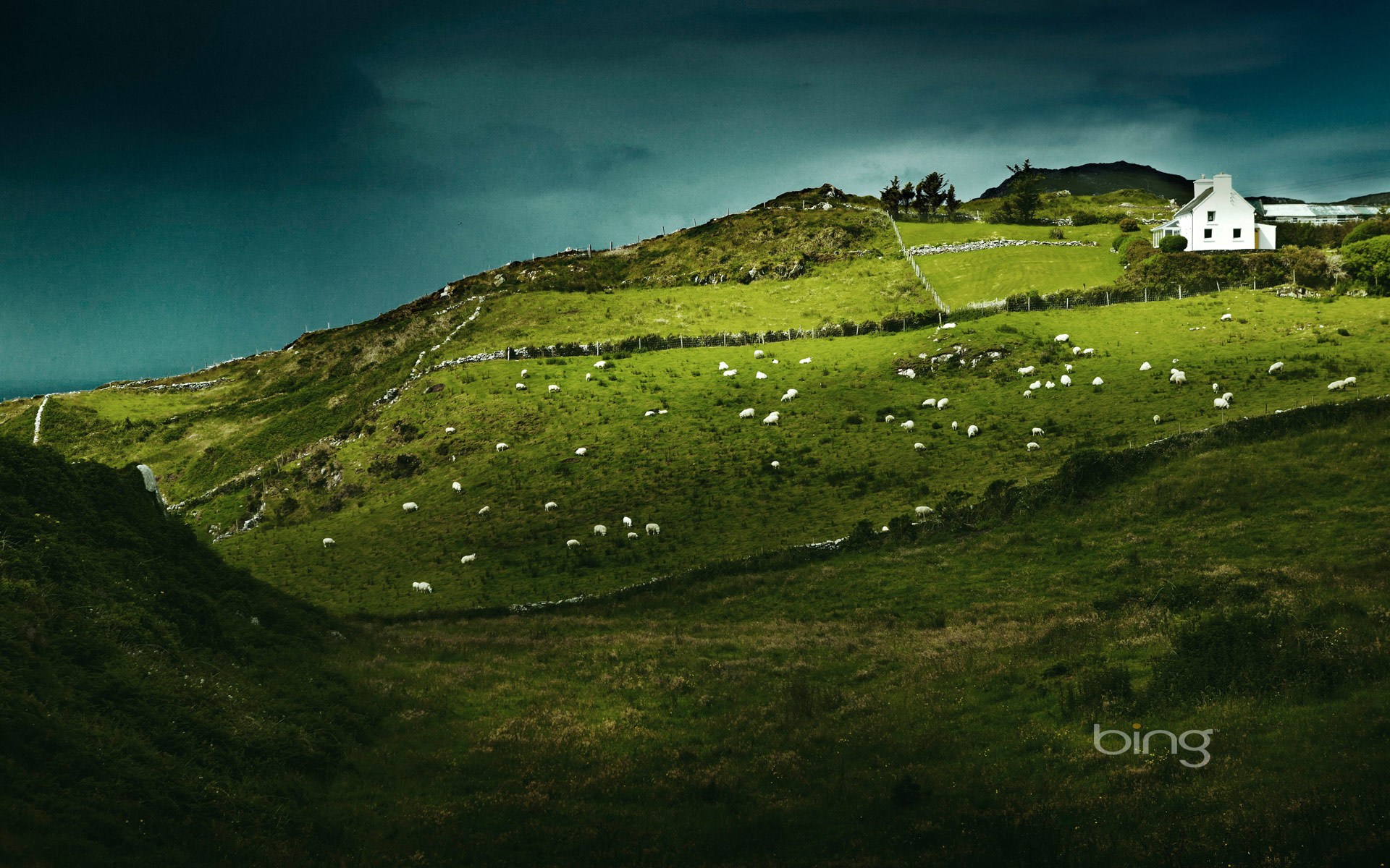 ireland, sheep, animal, house, landscape