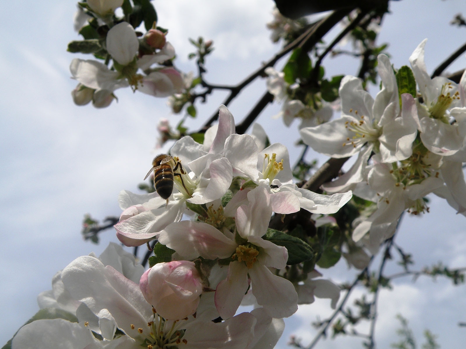 55 скачать обои пчелы, цветы, растения, насекомые, вишня - заставки и картинки бесплатно