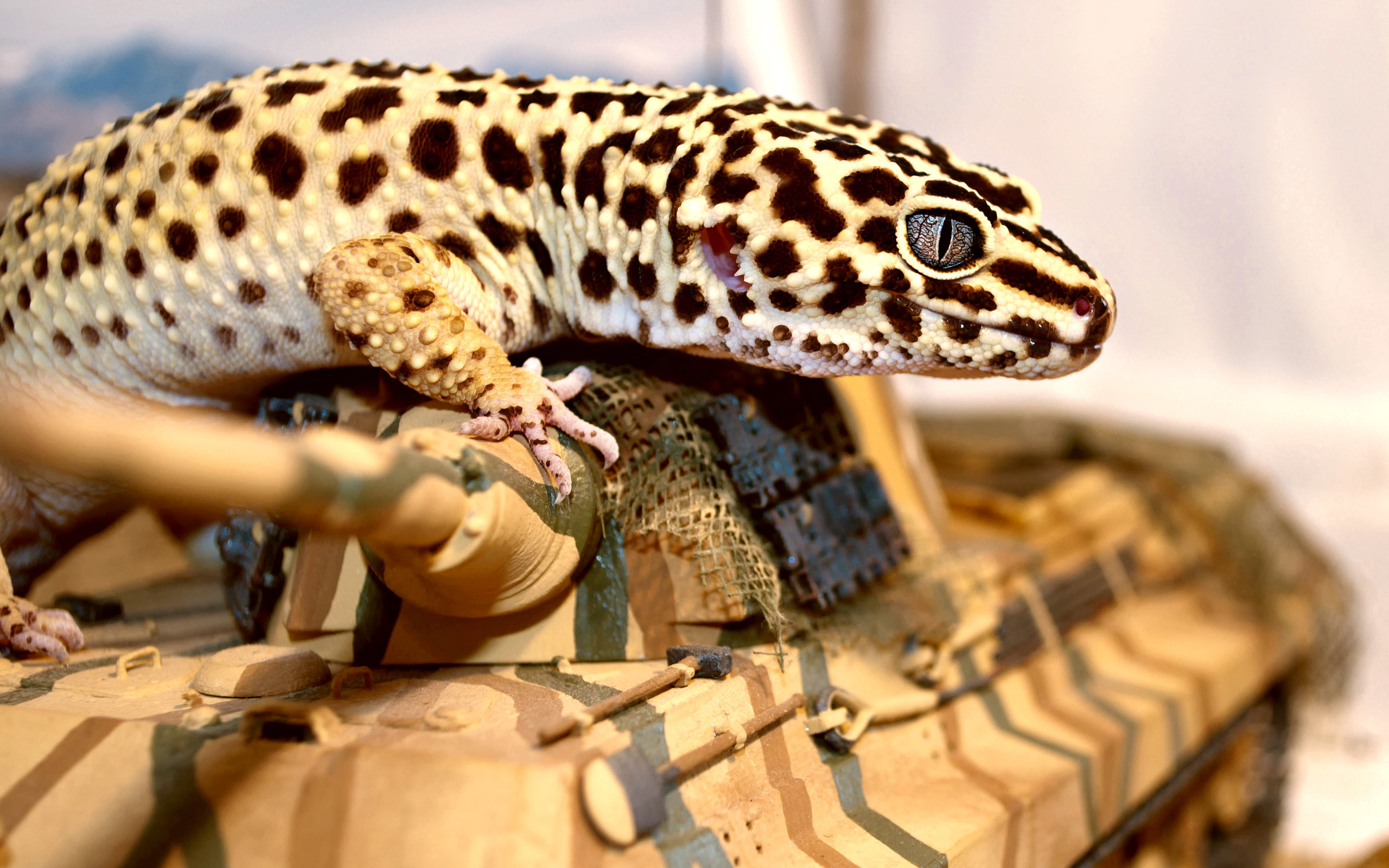 animal, gecko, reptiles HD wallpaper