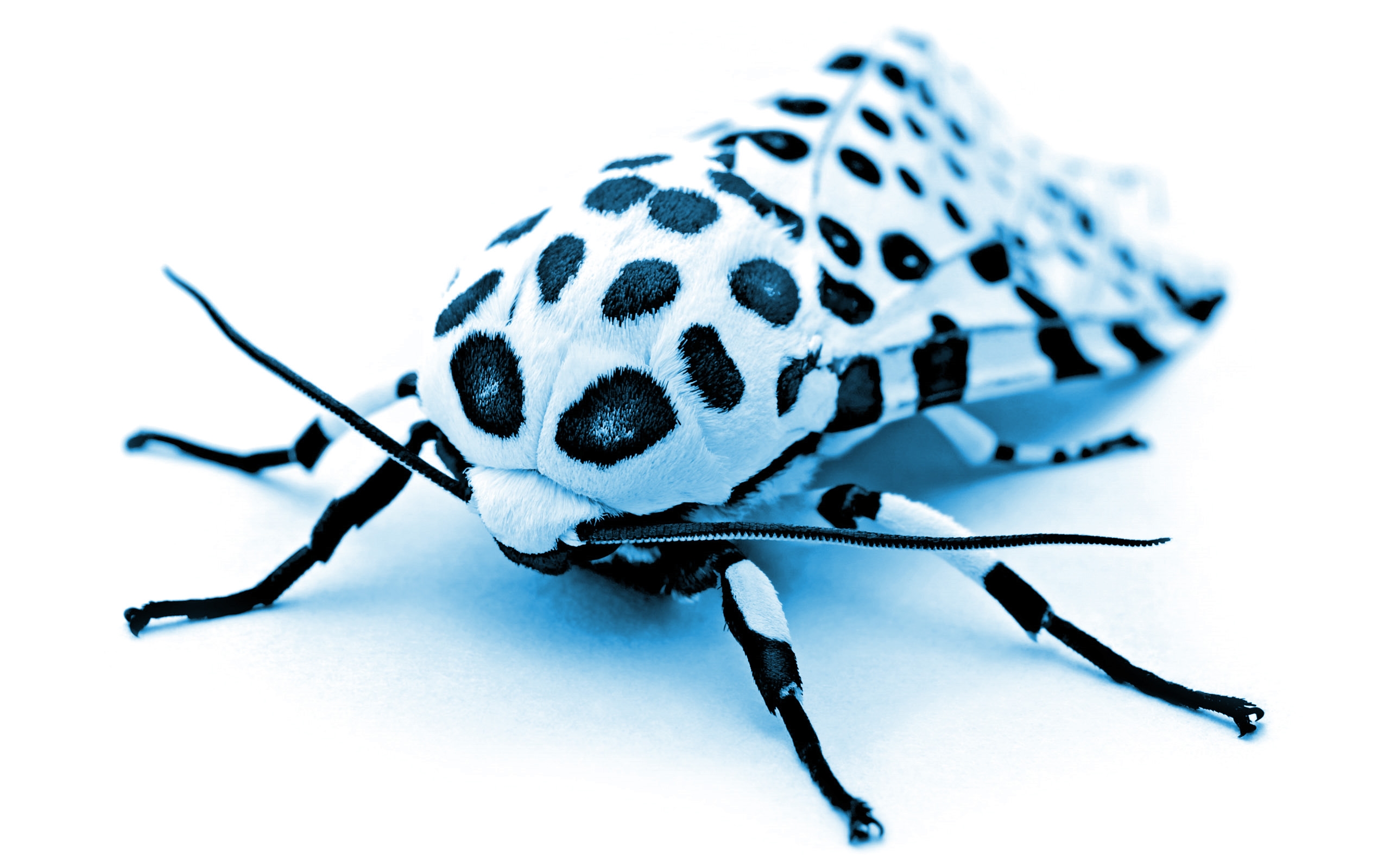 animal, moth Smartphone Background