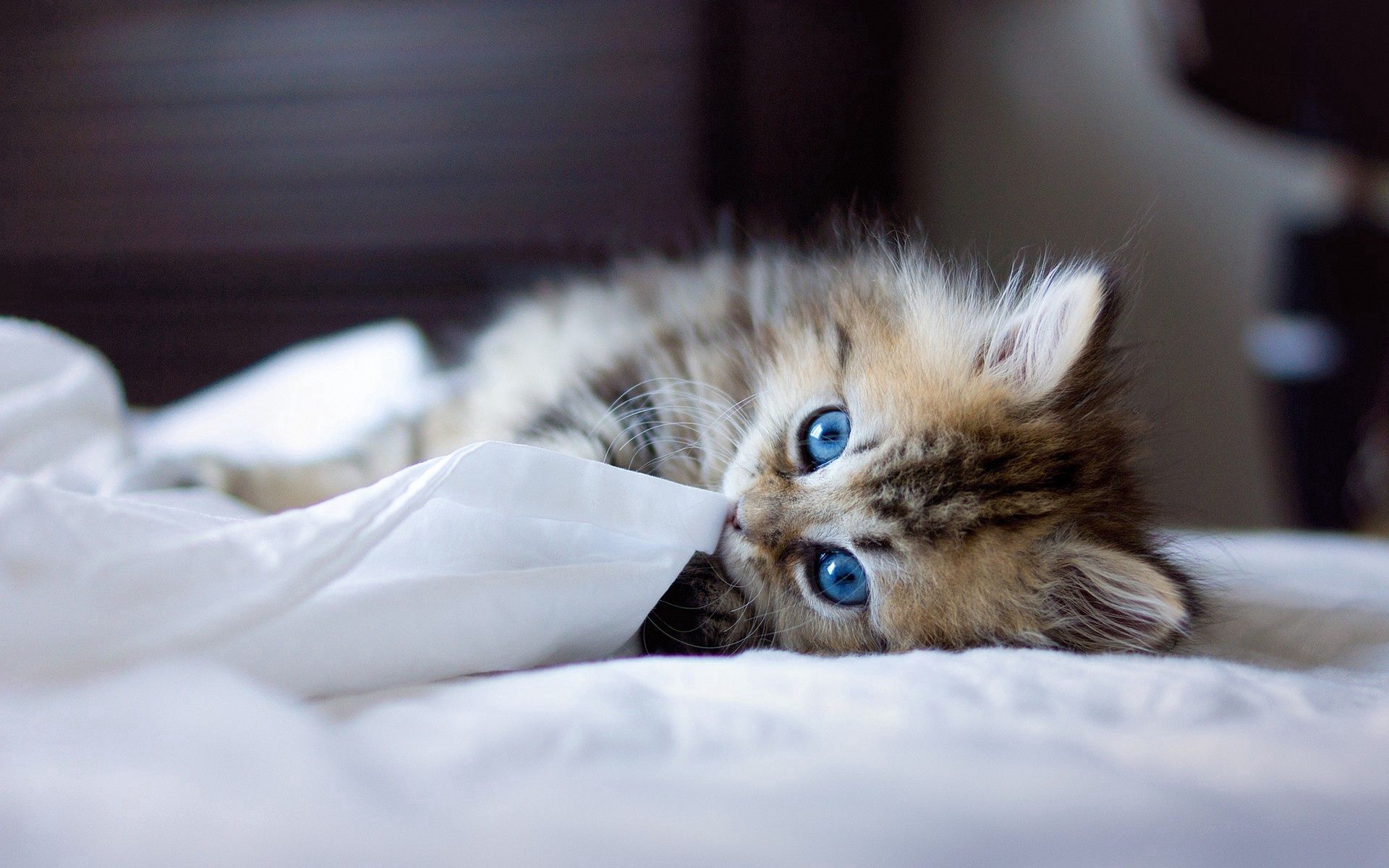 156863 免費下載壁紙 动物, 蓬松的, 蓬松, 猫咪, 小猫, 俏皮, 蓝眼睛, 一条毯子, 毯子 屏保和圖片