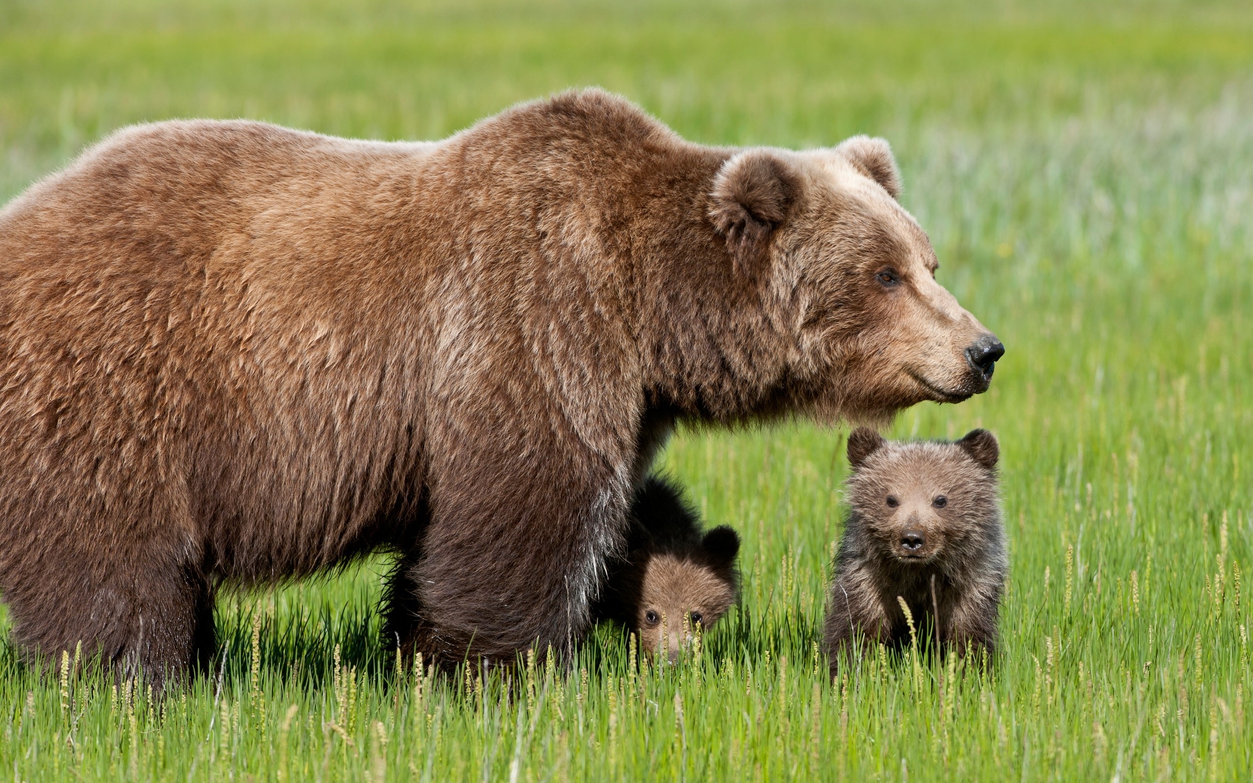 animal, bear, baby animal, cub, bears HD wallpaper