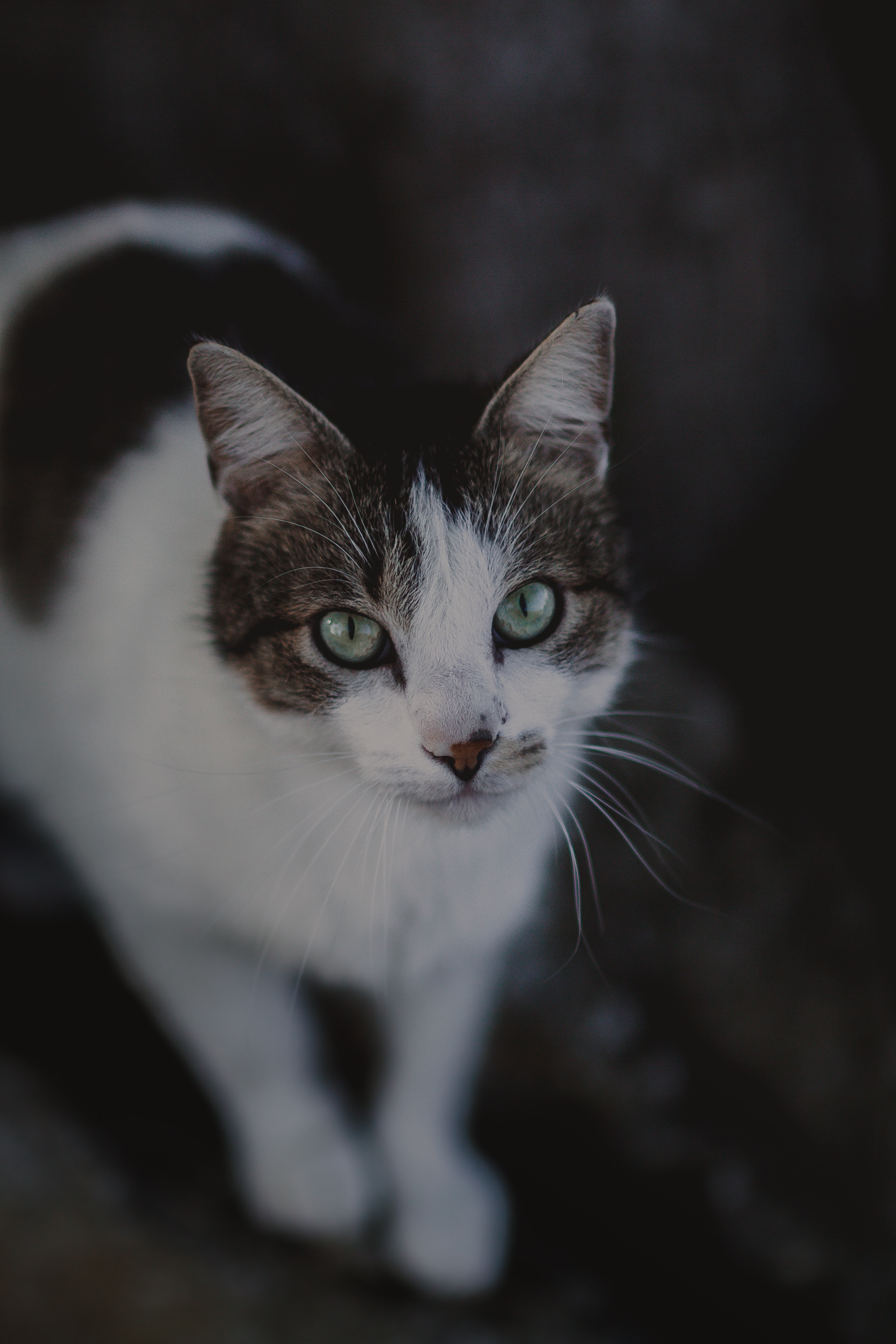 Download mobile wallpaper Spotted, Spotty, Opinion, Cat, Muzzle, Sight, Animals, Smooth, Blur for free.