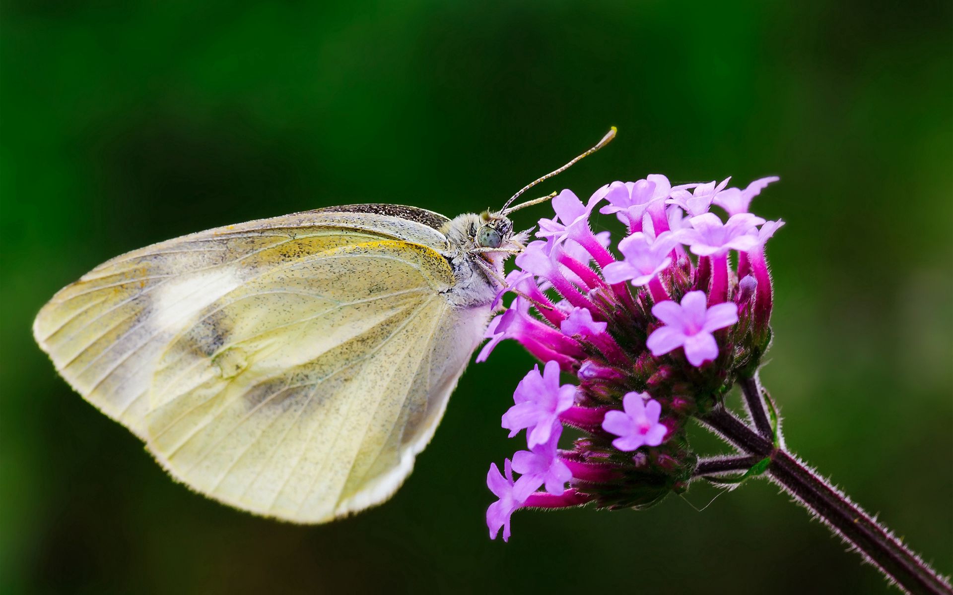 Desktop FHD wings, flower, macro, butterfly