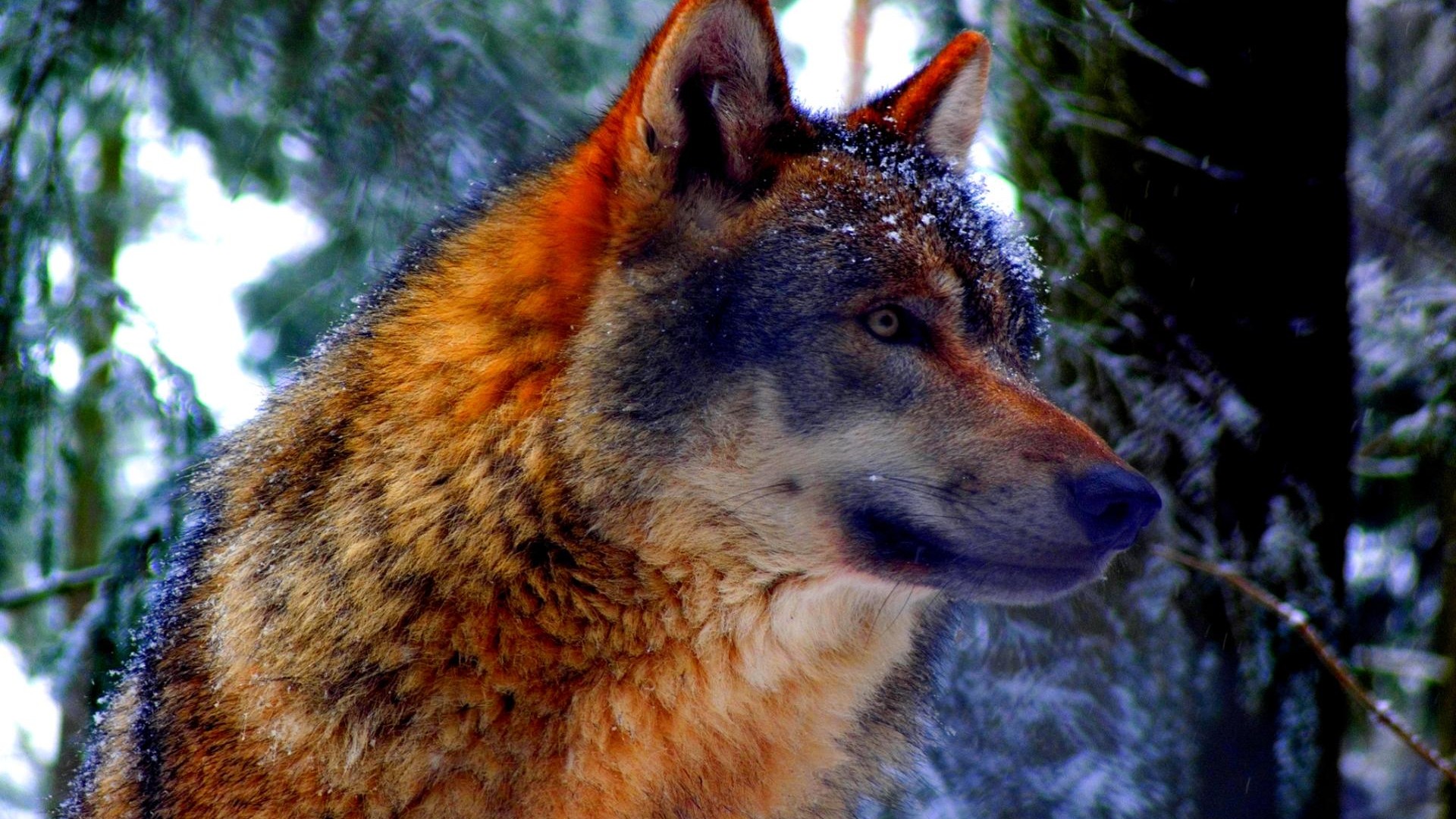 Крупный волк