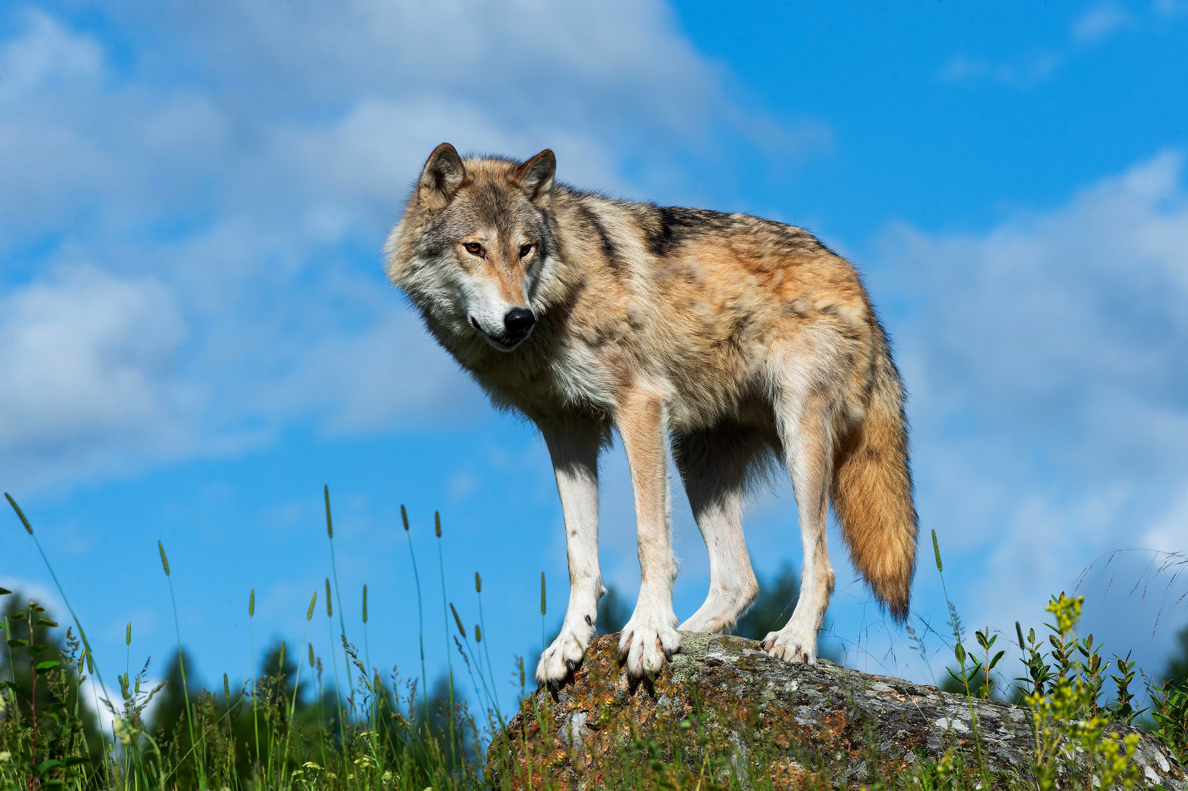 Тундровый волк canis Lupus Albus