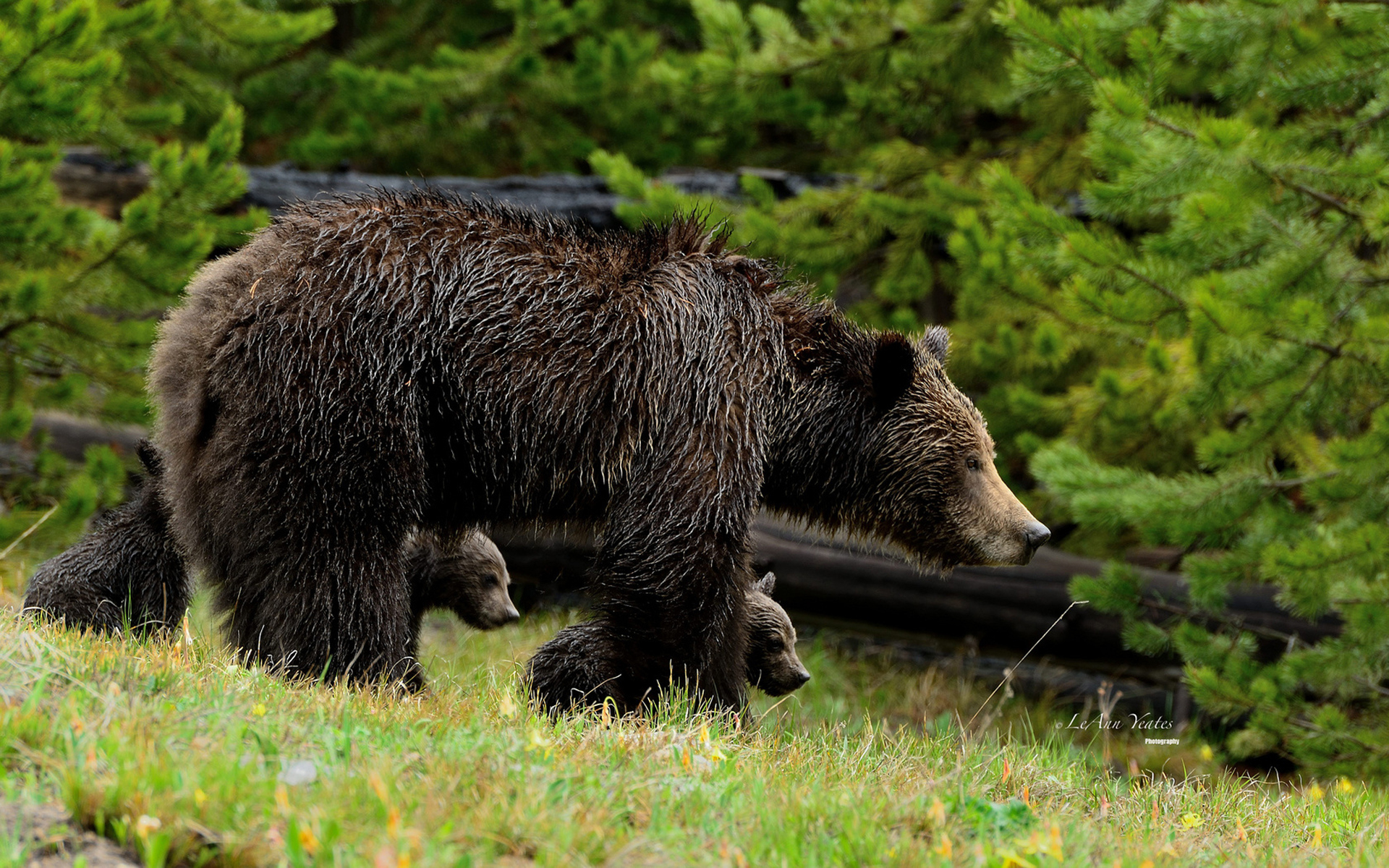 308070 télécharger l'image animaux, ours, ours brun, lionceau, forêt - fonds d'écran et économiseurs d'écran gratuits