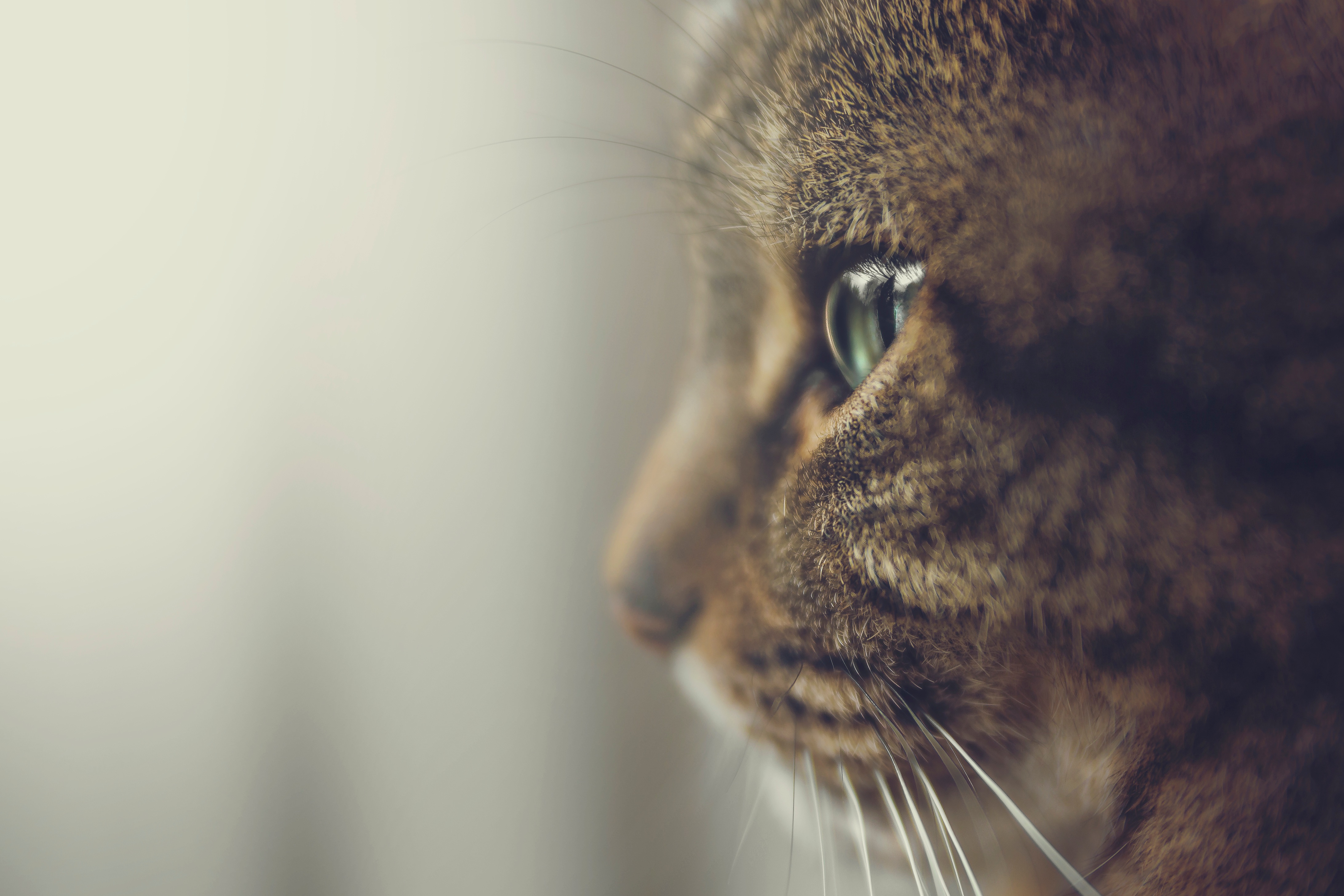 cat, animals, muzzle, eyes, profile Desktop Wallpaper