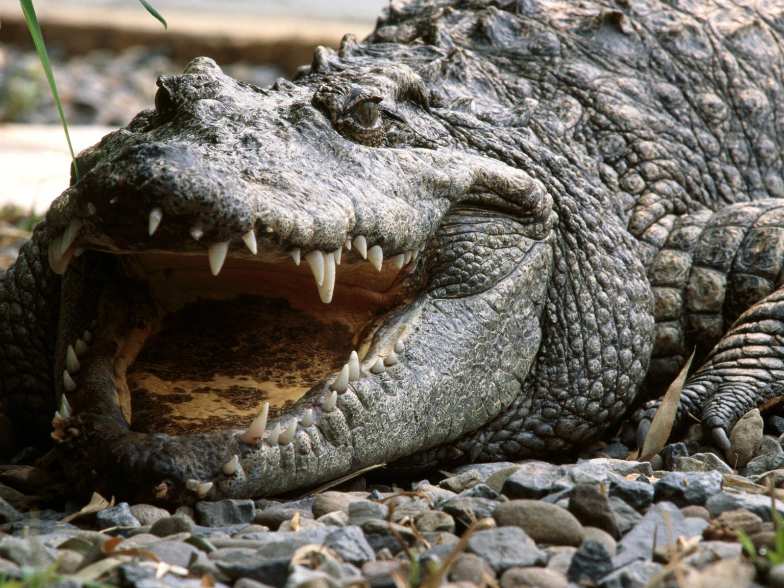 Гребнистый крокодил Рамри