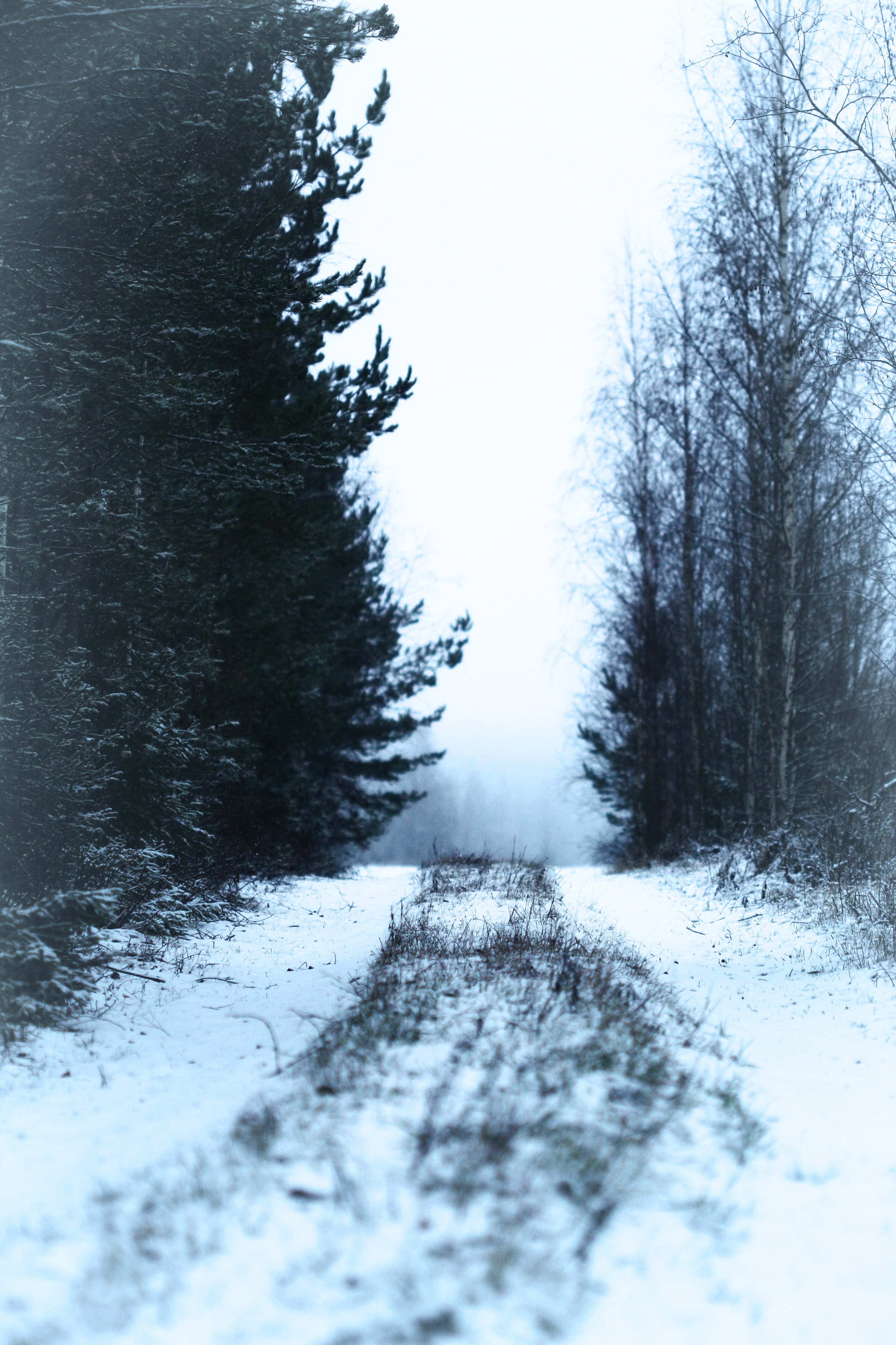 Download mobile wallpaper Road, Fog, Snow, Forest, Nature, Winter for free.