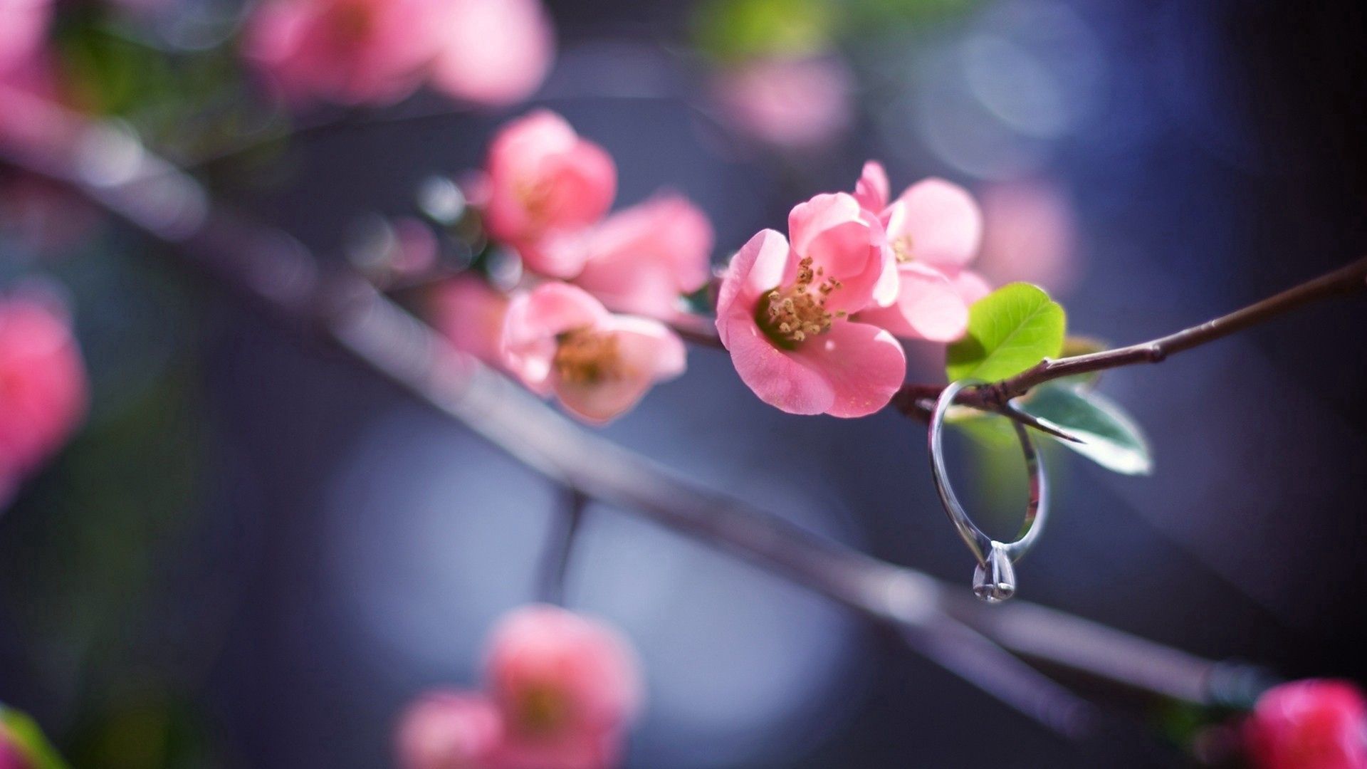 Download mobile wallpaper Spring, Flowers, Macro, Bloom, Branch, Flowering, Ring, Plant, Pink for free.