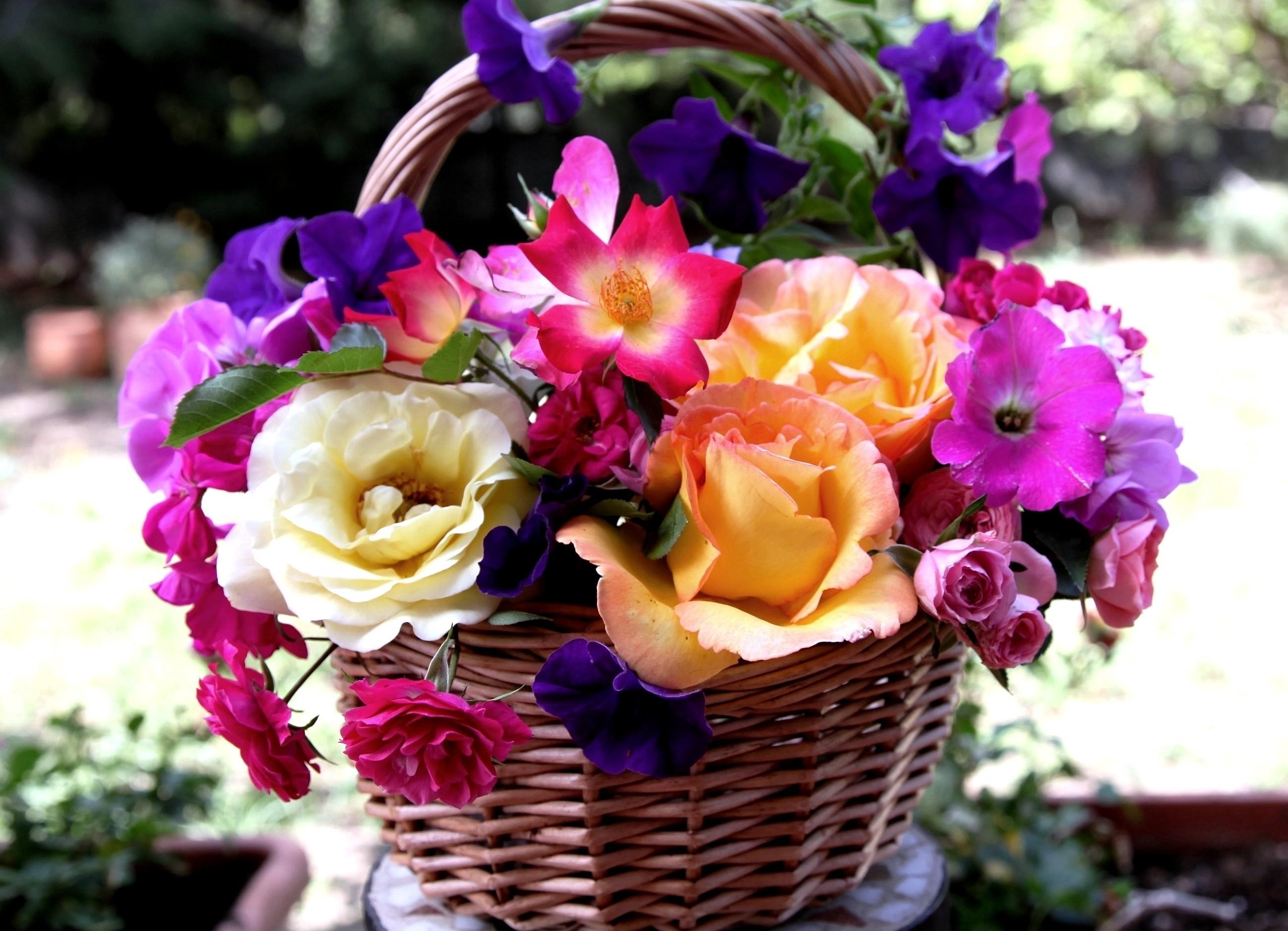 Download mobile wallpaper Petunia, Basket, Flowers, Carnations, Roses for free.