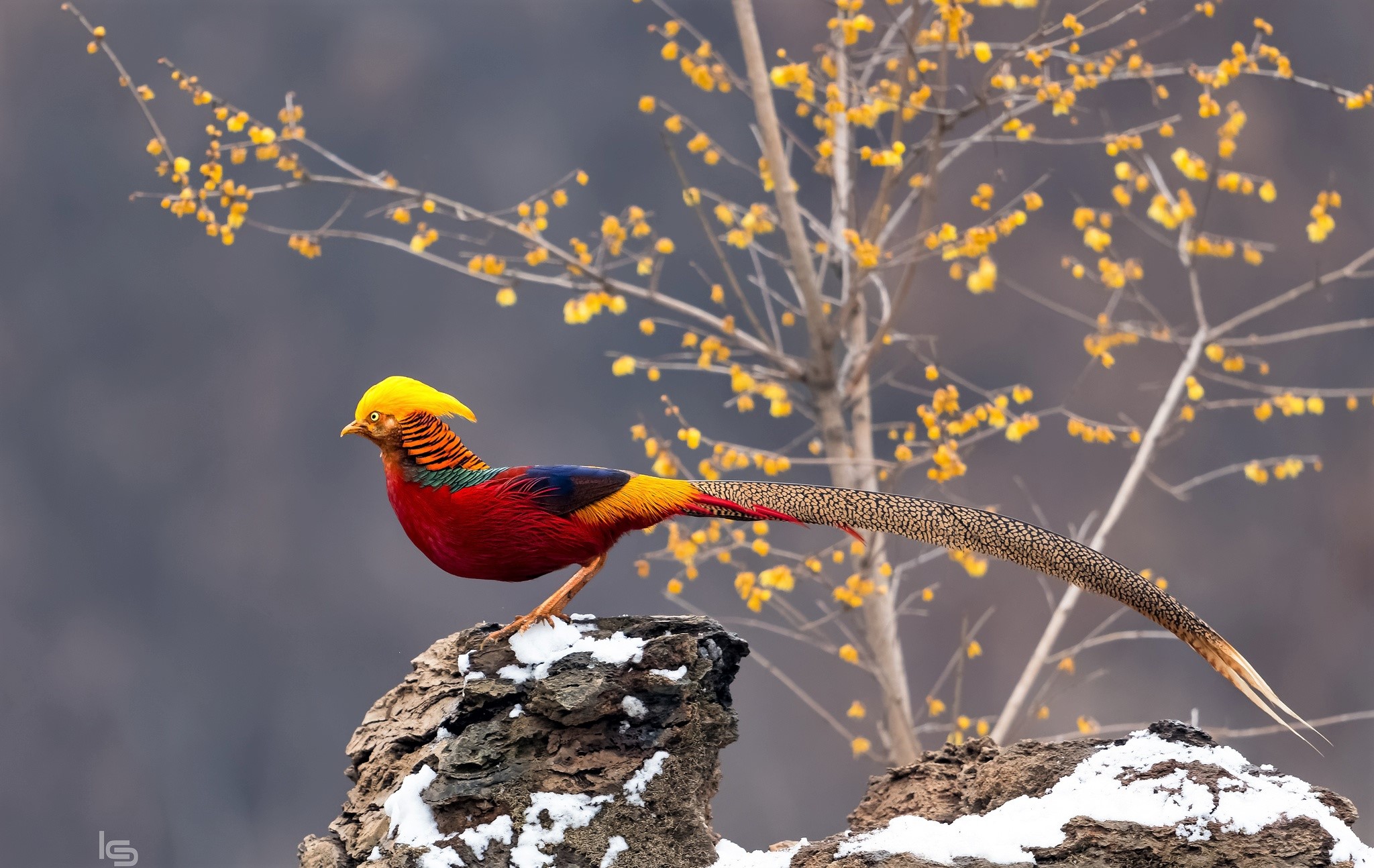 pheasant, animal, bird, colorful, golden pheasant, birds for android