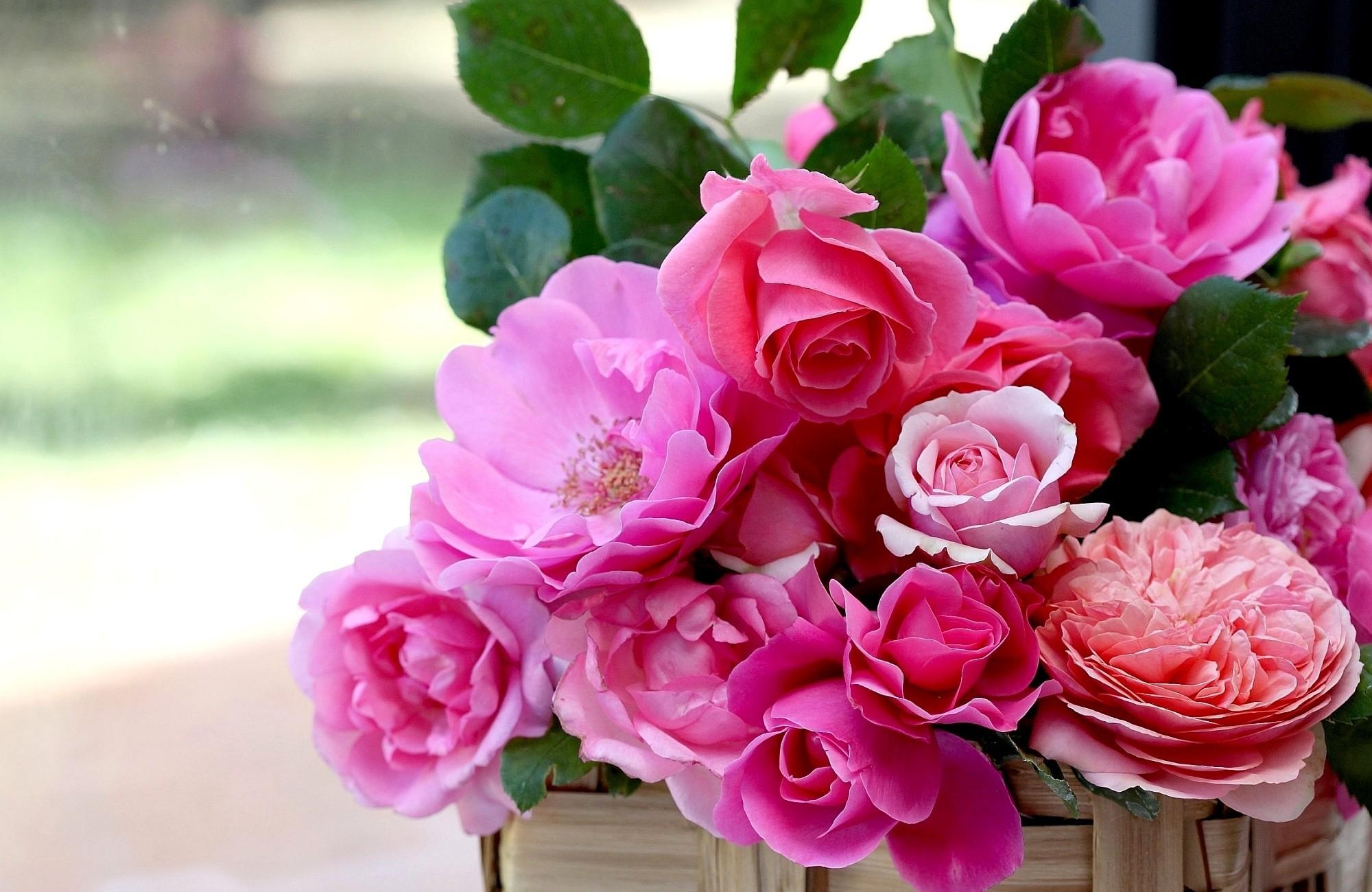 Free download wallpaper Flowers, Roses, Buds, Basket, Sadovaya, Garden on your PC desktop