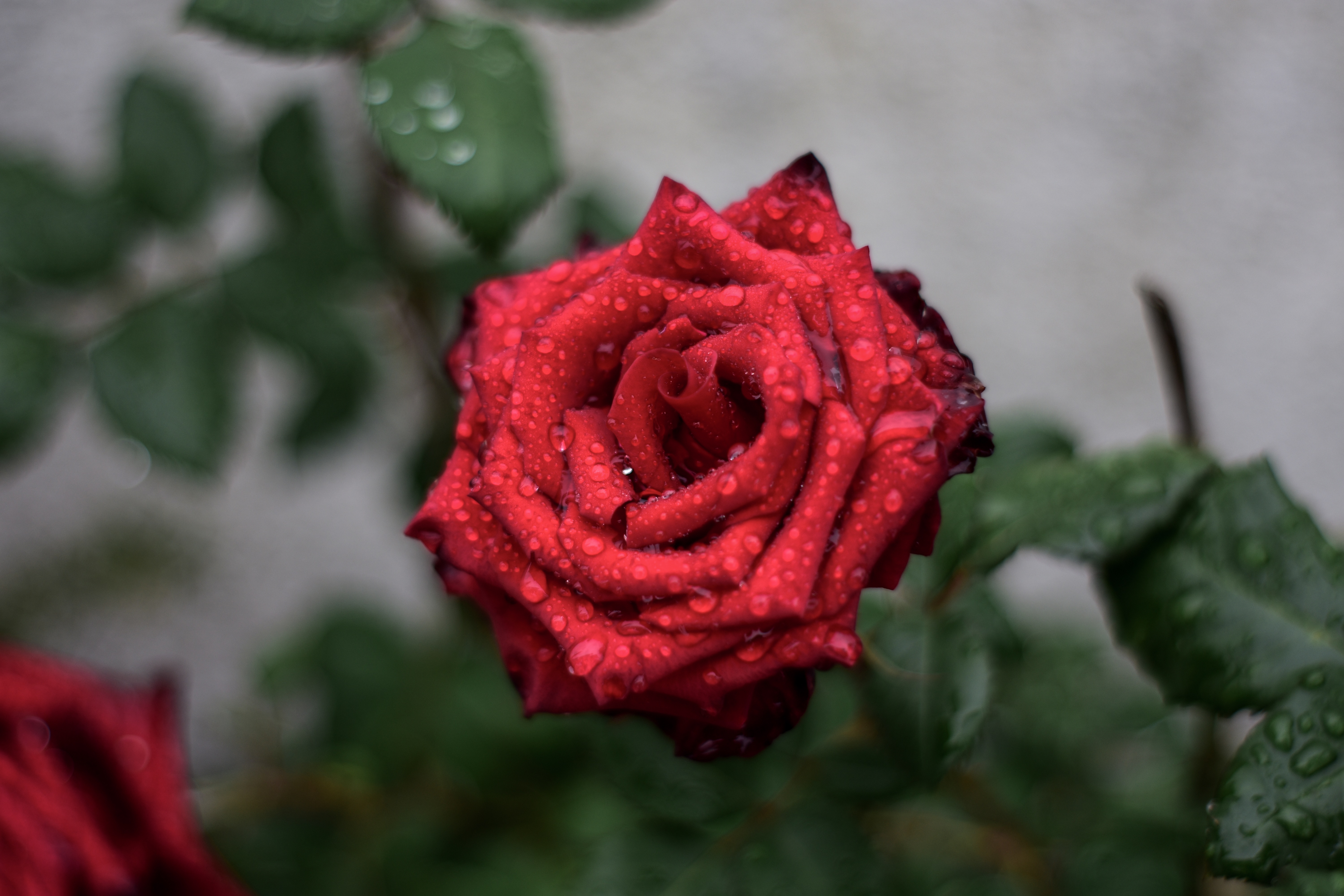 無料モバイル壁紙つぼみ, 大きい, マクロ, 蕾, バラの花, 滴, 赤い, 薔薇をダウンロードします。