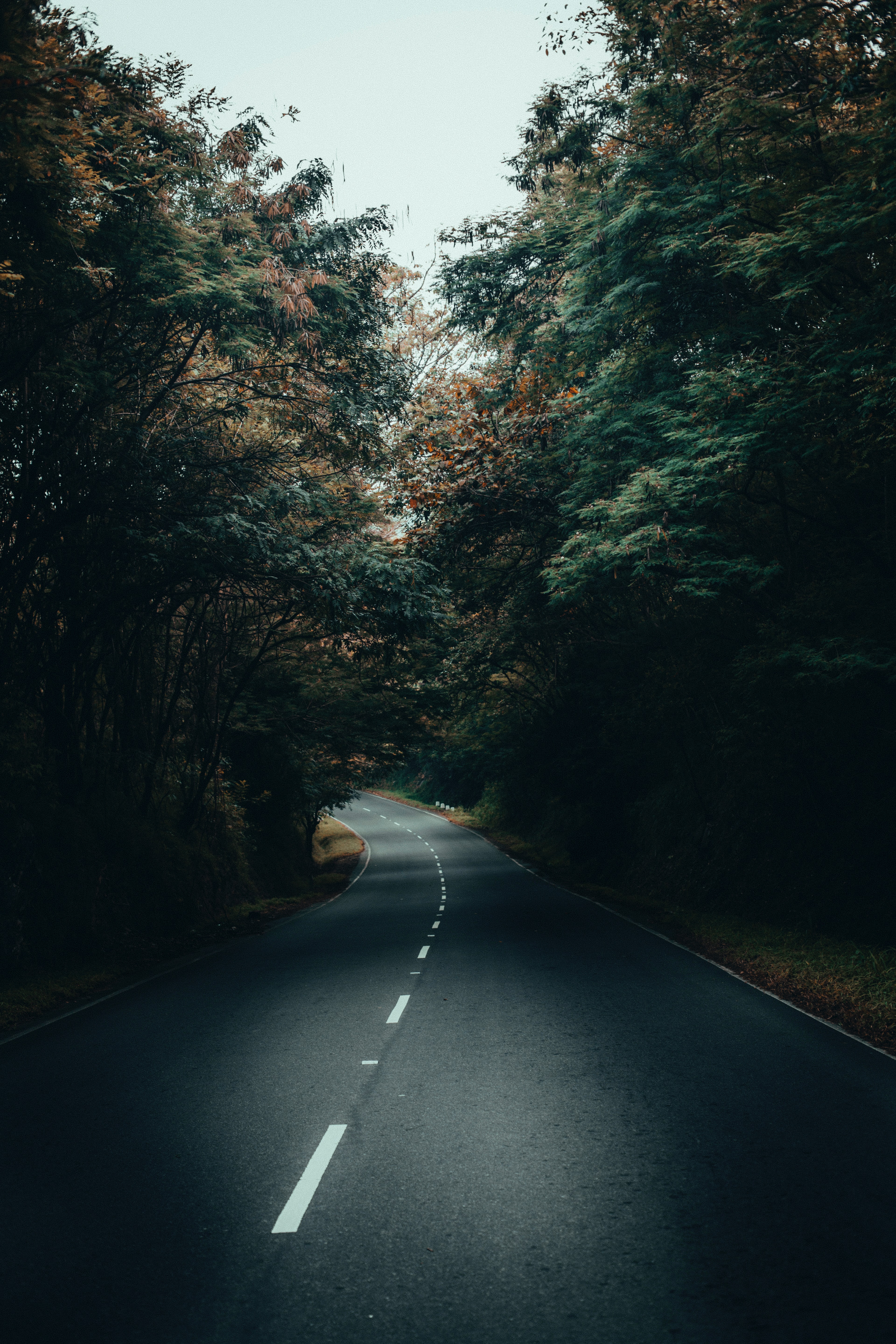 wallpapers forest, road, nature, trees, turn, asphalt