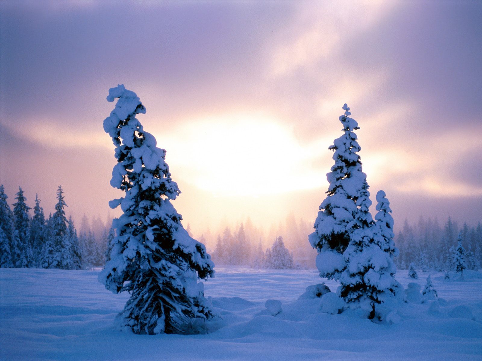 Скачать картинку Снег, Пейзаж, Закат, Зима, Елки в телефон бесплатно.