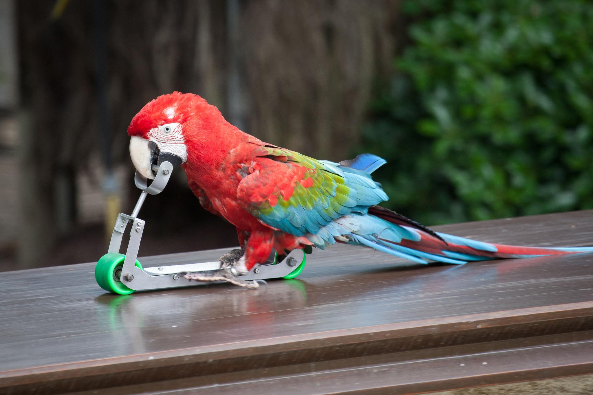 animal, red and green macaw, birds images