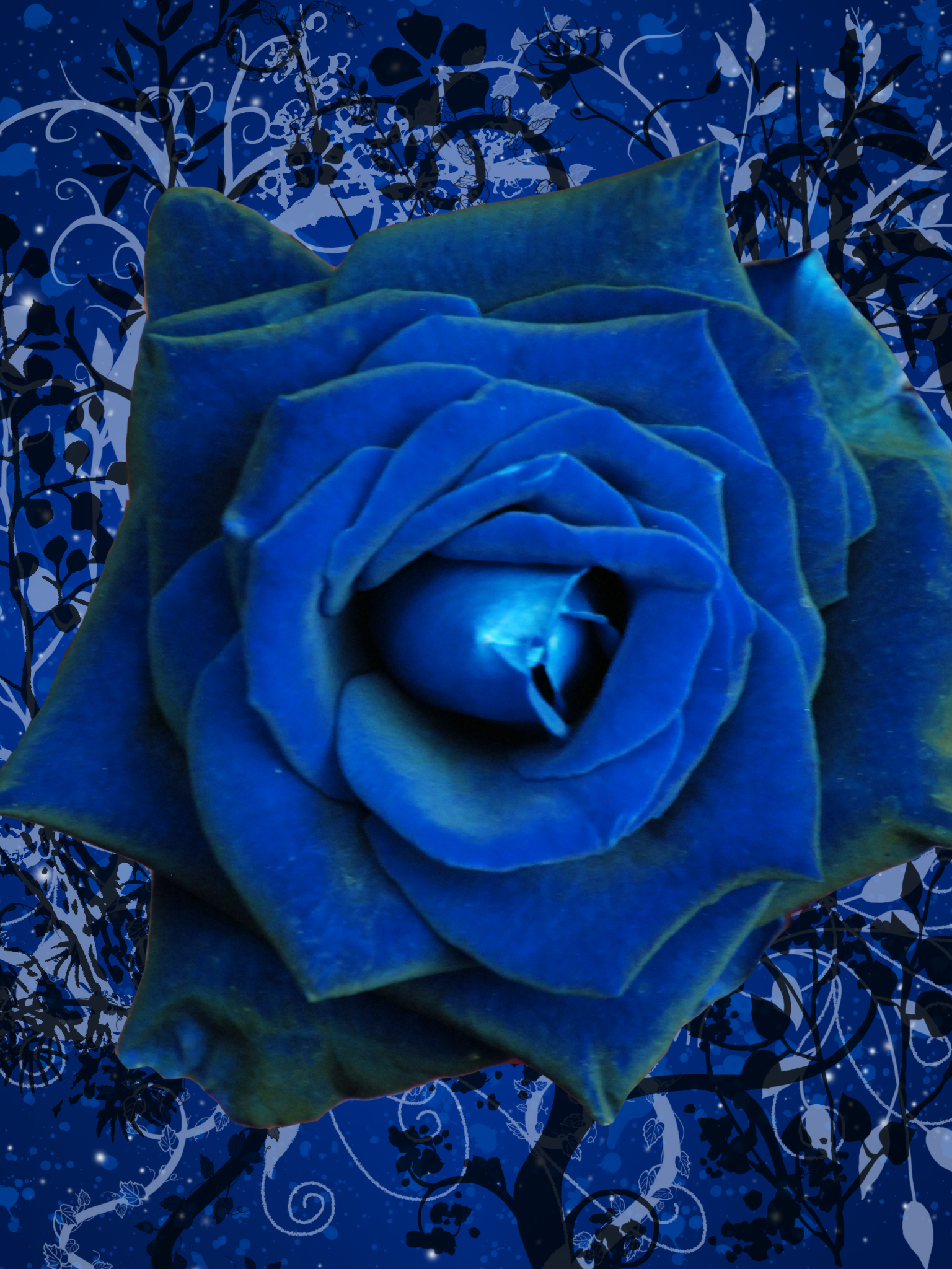 artistic, rose, flower, blue flower, blue rose phone wallpaper