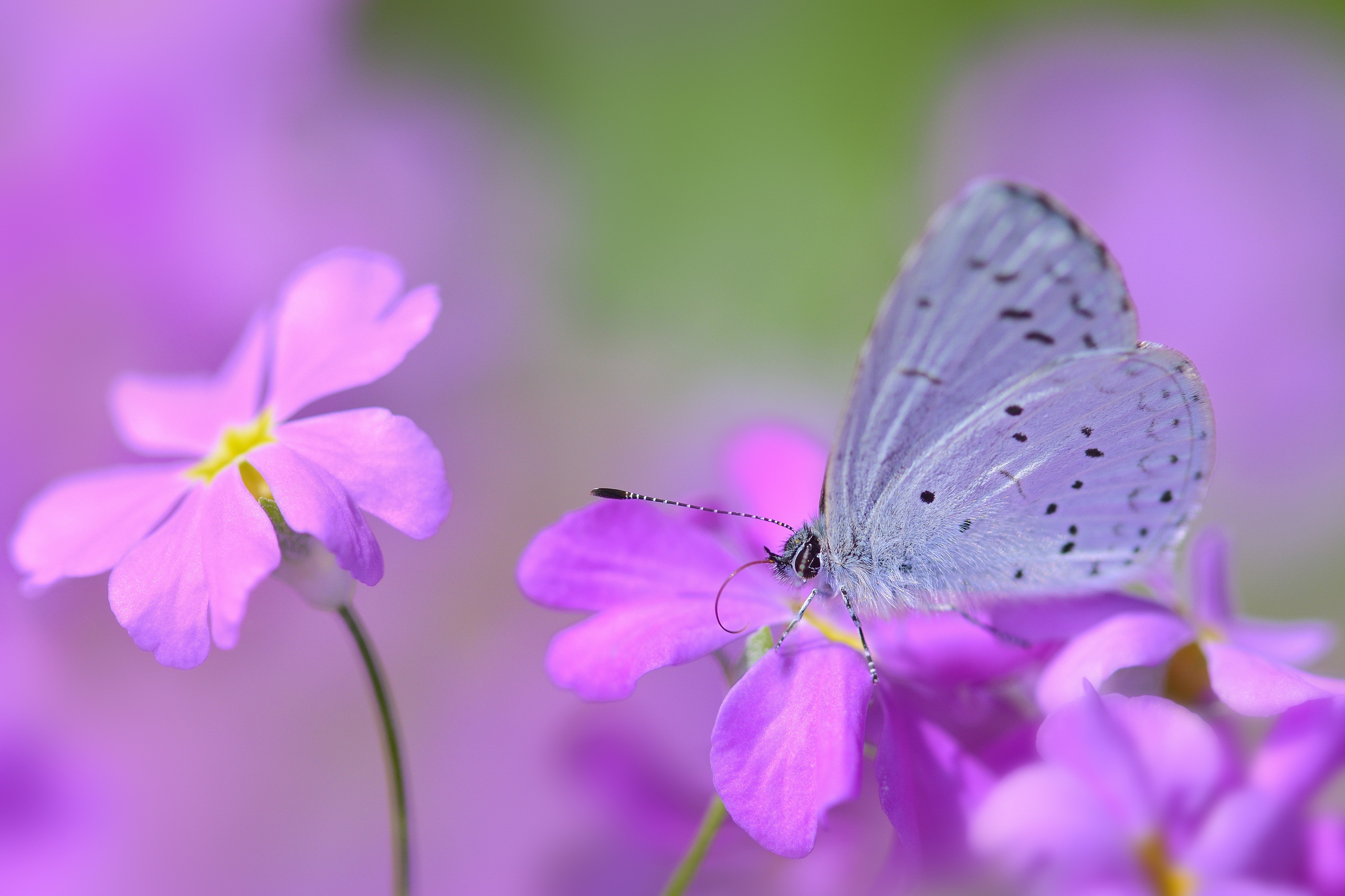 spots, flower, lilac, macro, petals, stains, butterfly mobile wallpaper