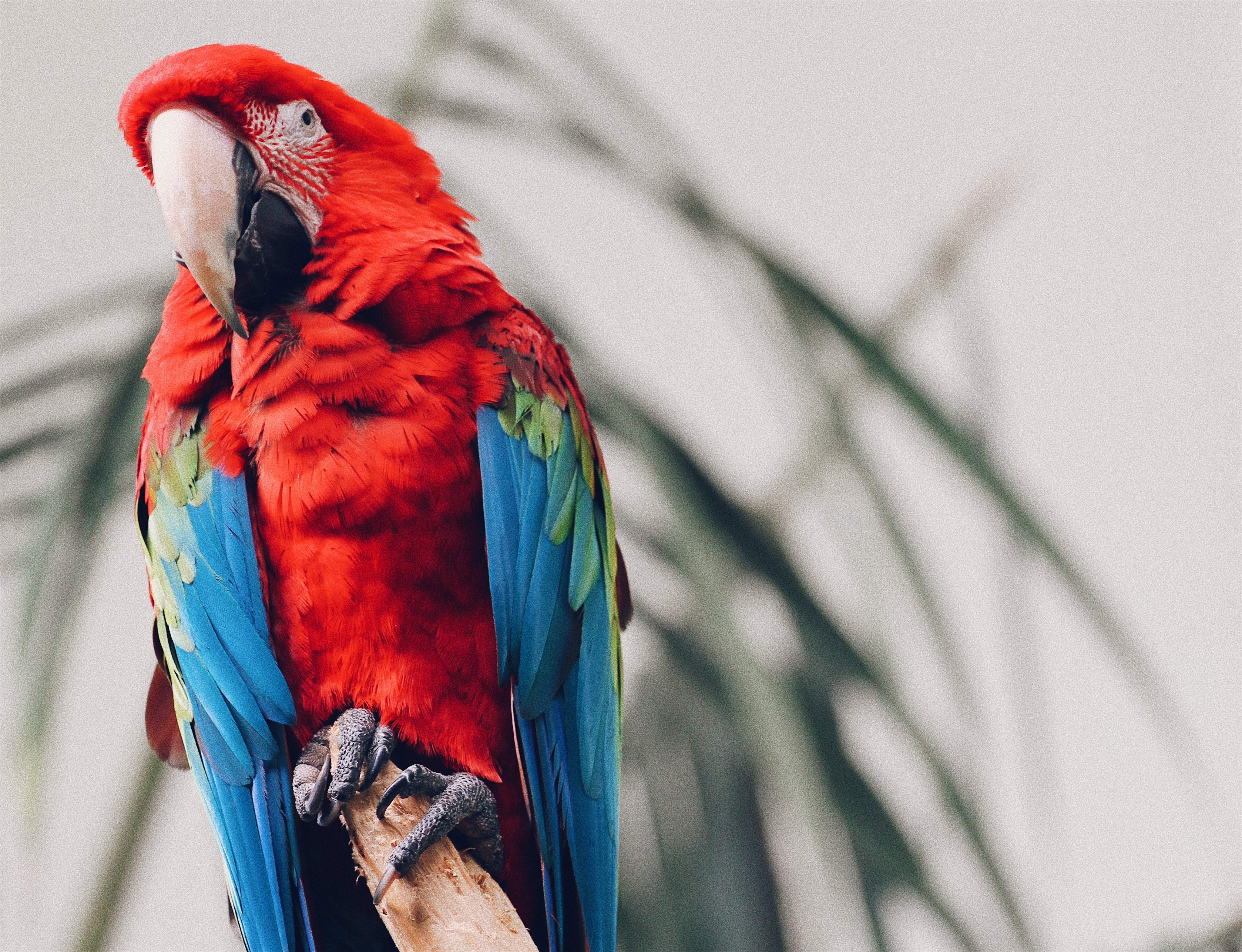 Download mobile wallpaper Animals, Tropical, Parrots, Macaw, Bird for free.
