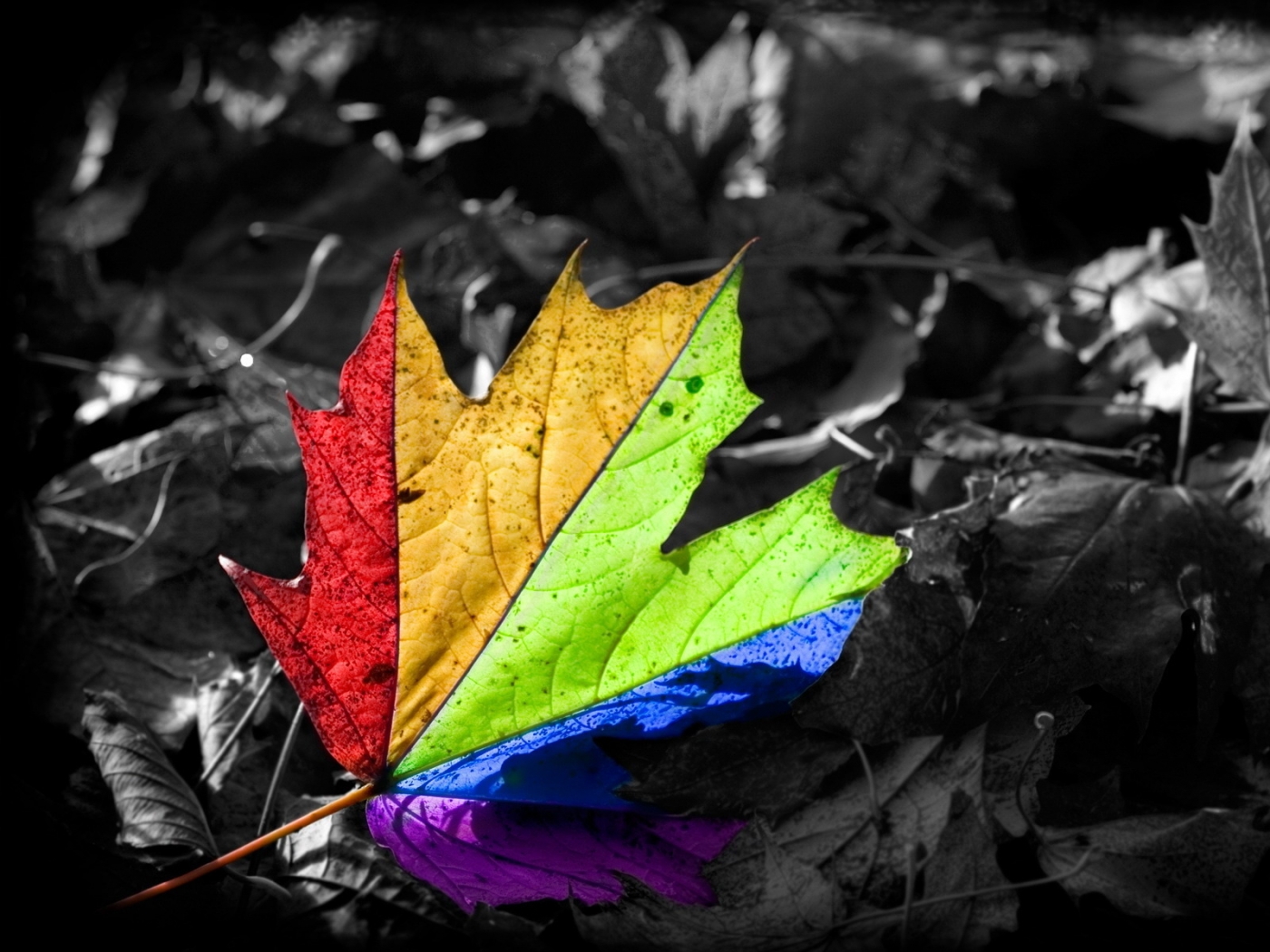 Download mobile wallpaper Leaves, Background for free.